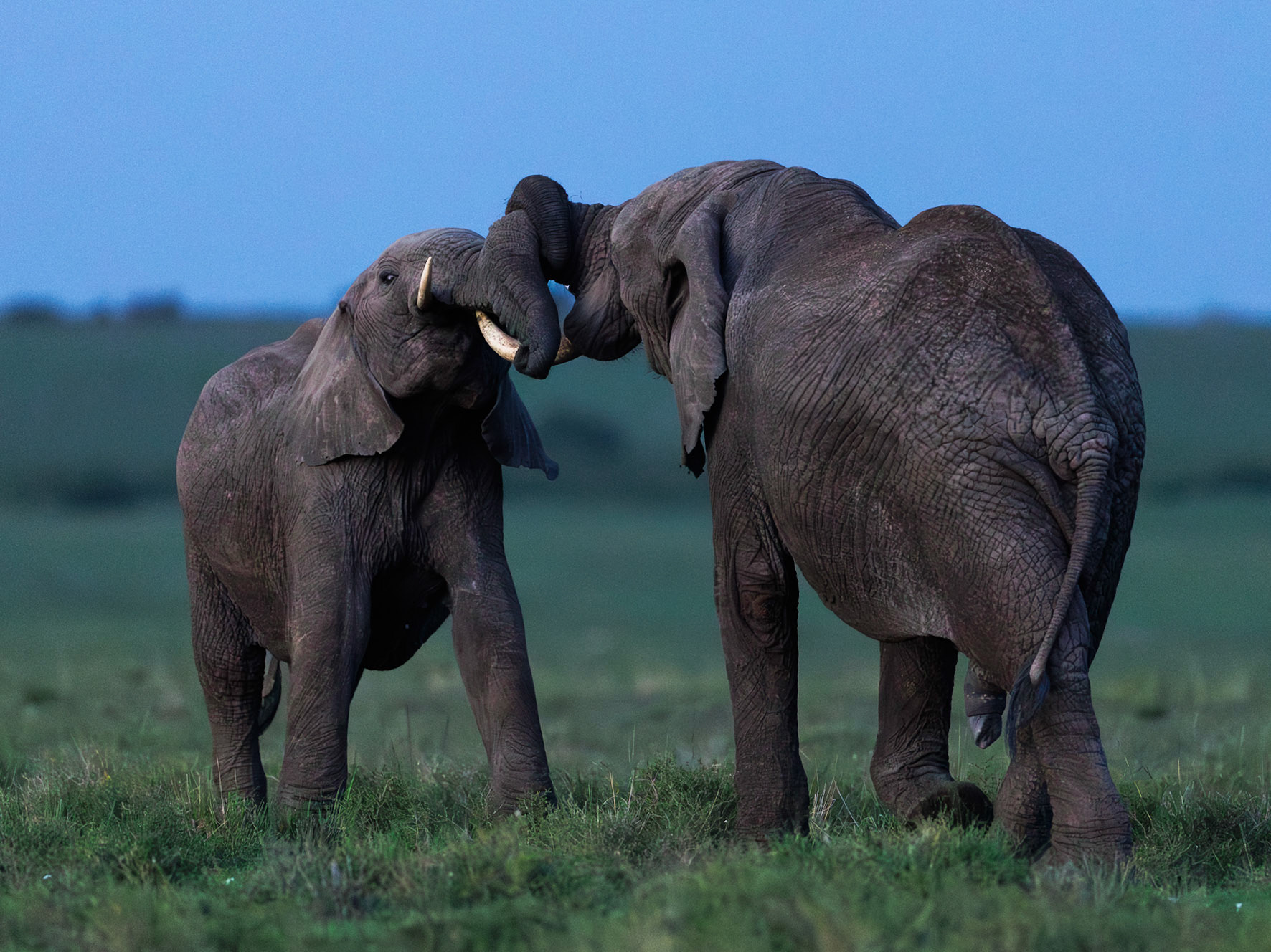 Elephants in Masai Mara 2026