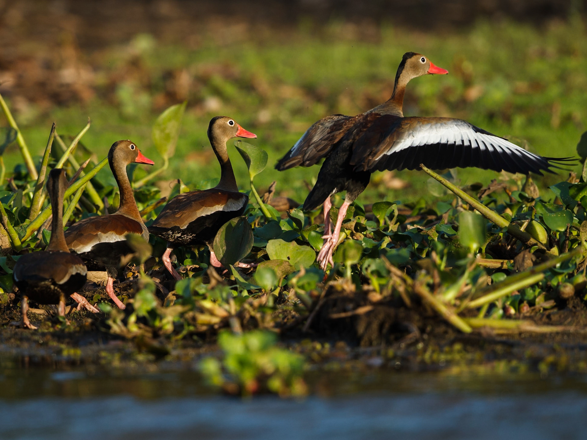 Whistling Duck