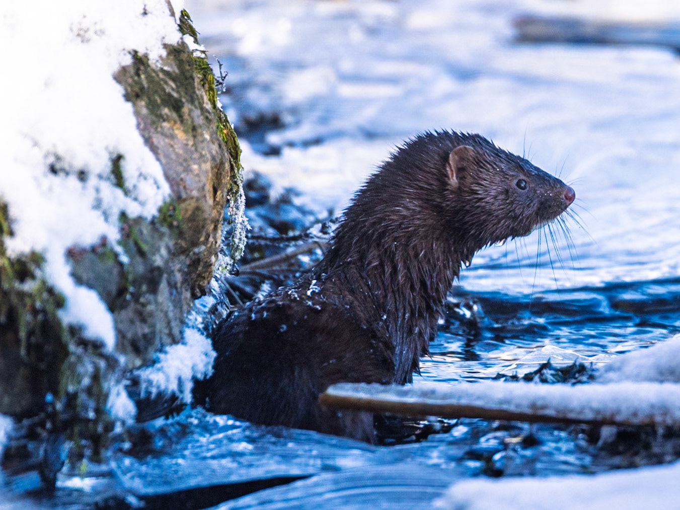 Mink