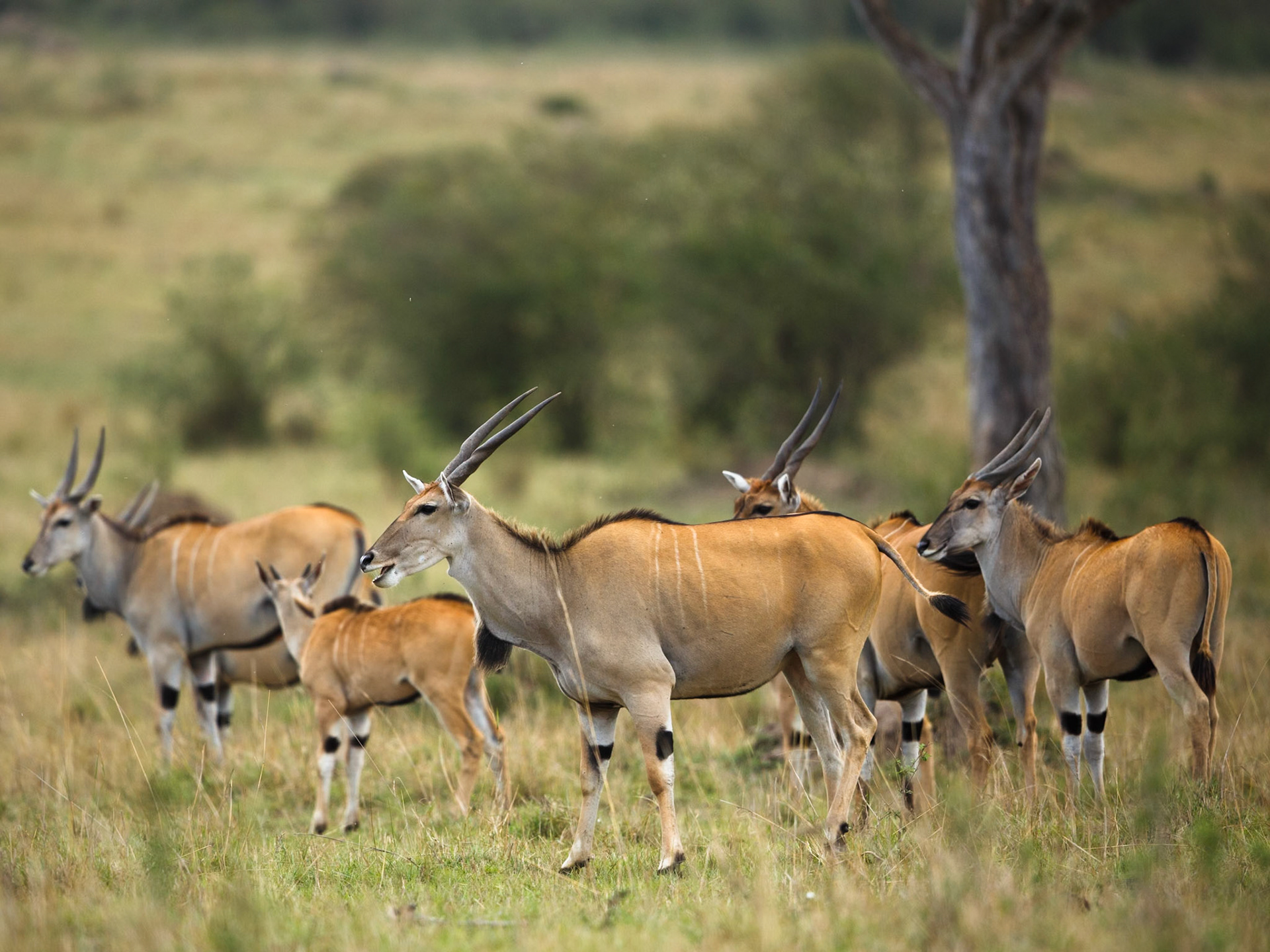 Common Eland in Masai Mara 2014