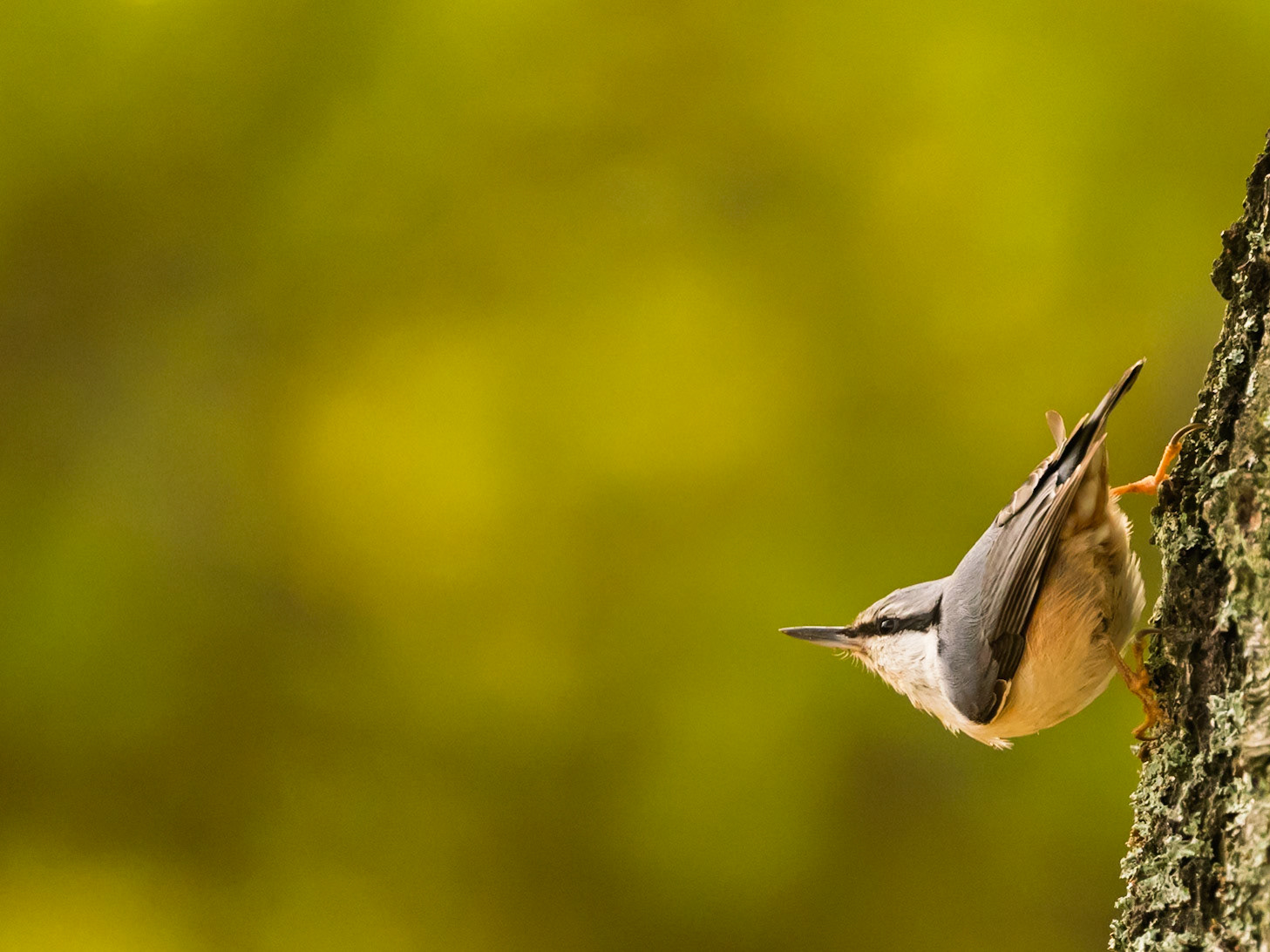 Eurasian Nuthatch
