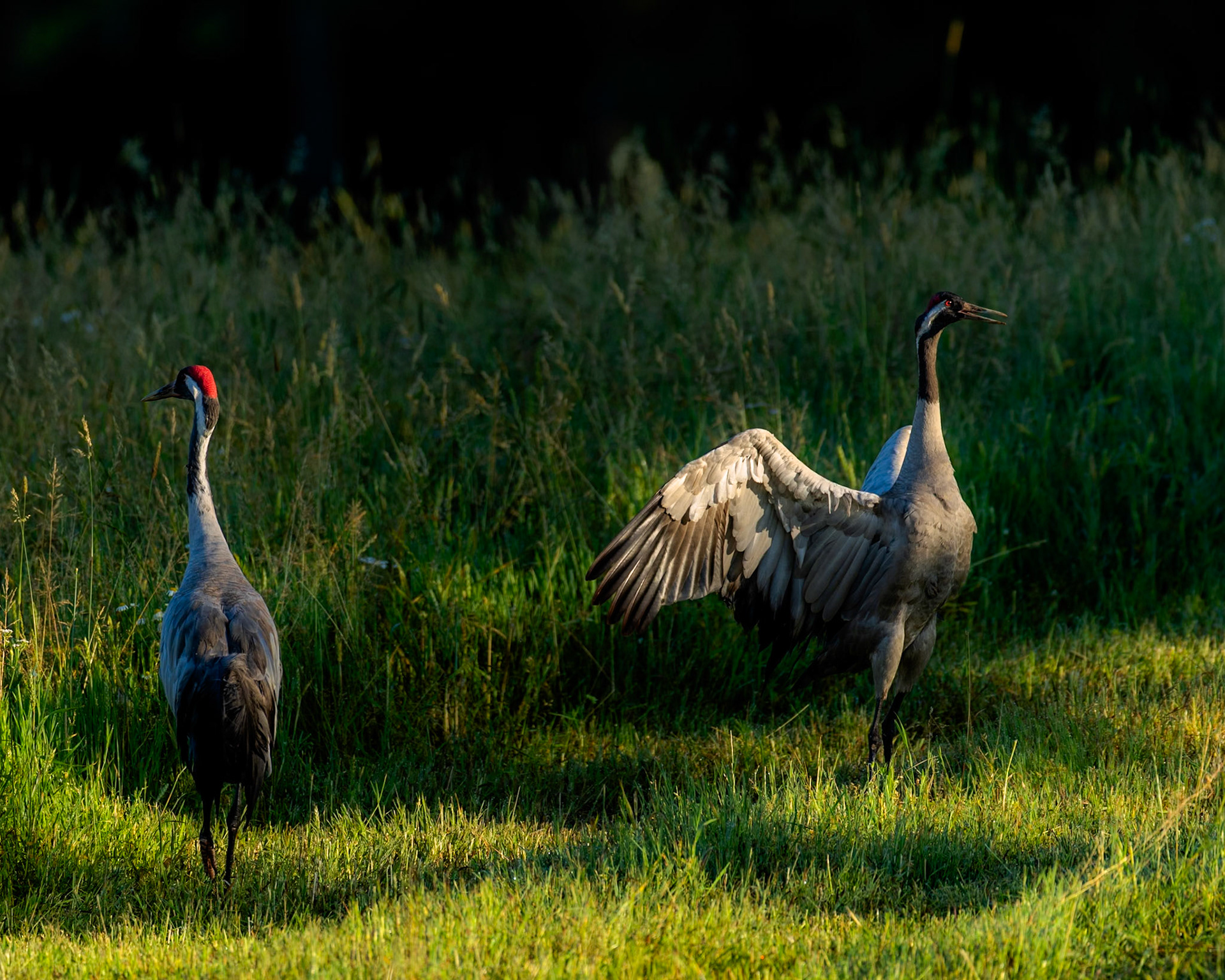Common Crane
