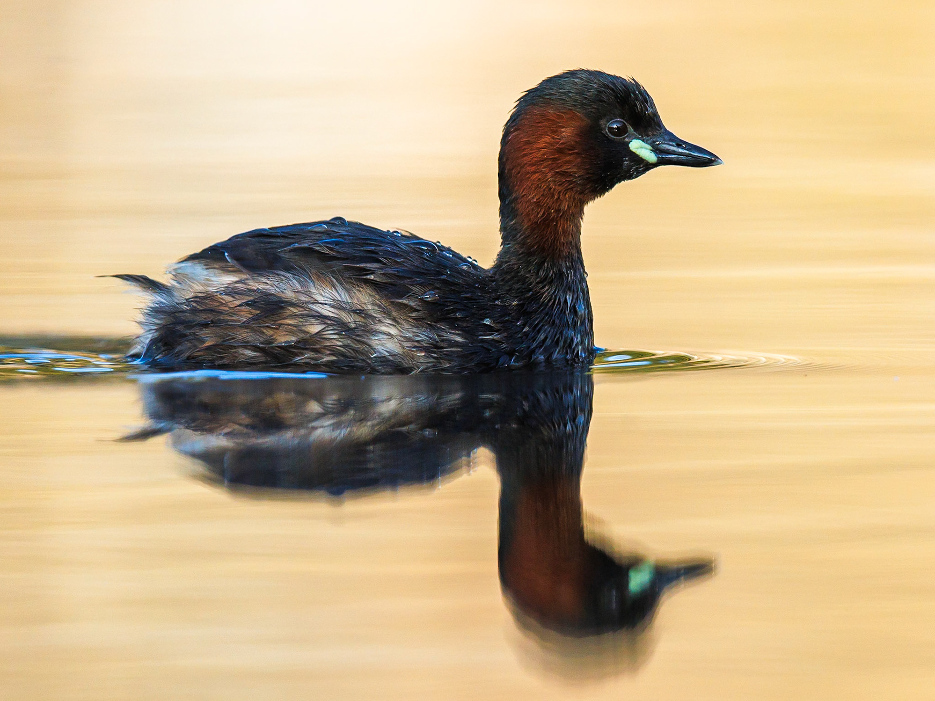 Little Grebe