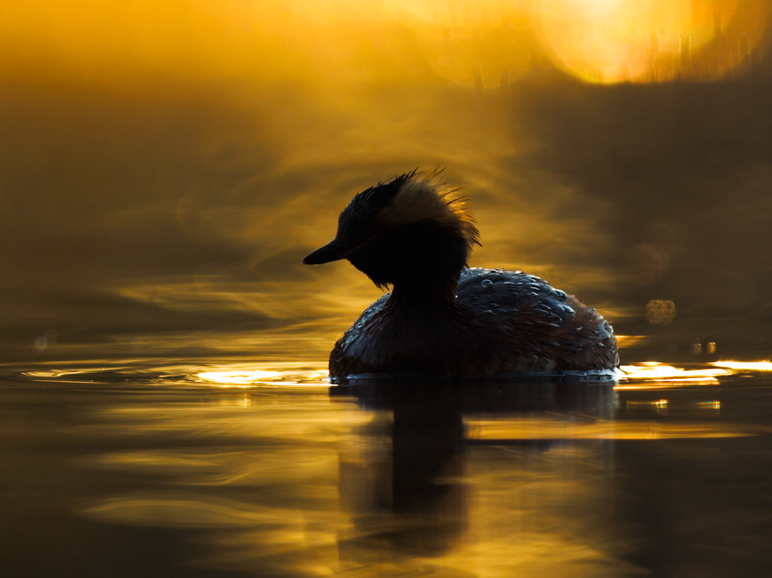 Slavonian Grebe