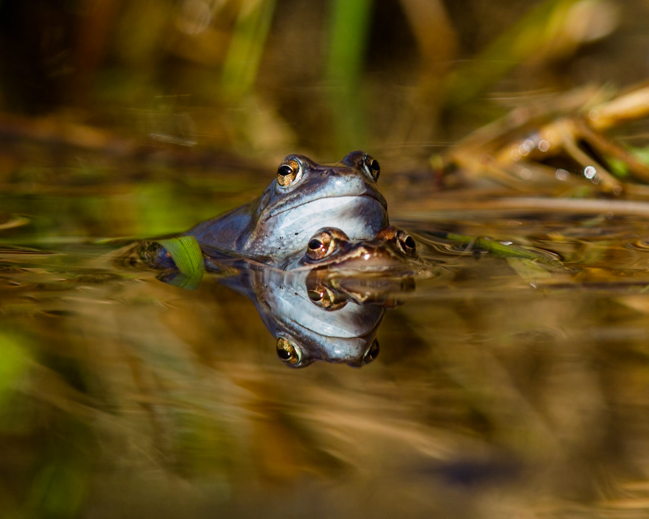 Moor Frog
