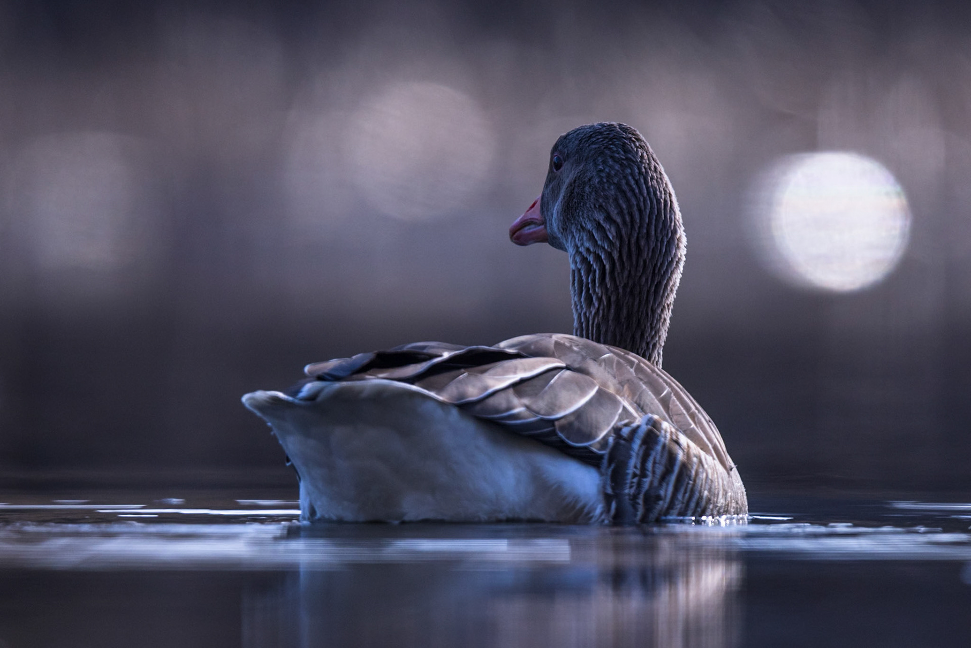 Greylag Goose
