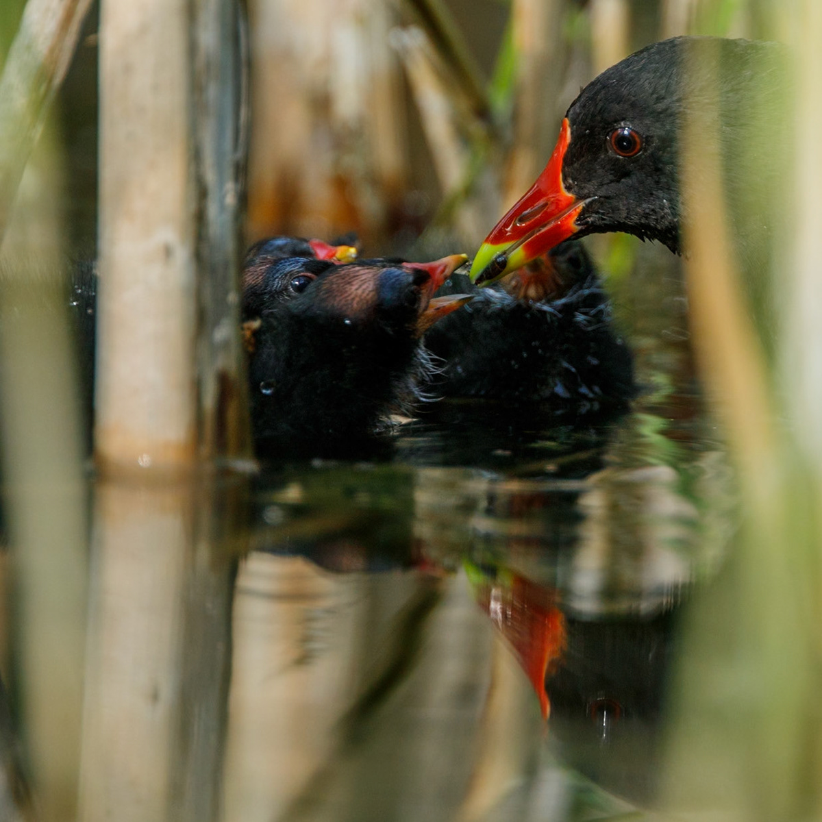 Common Moorhen