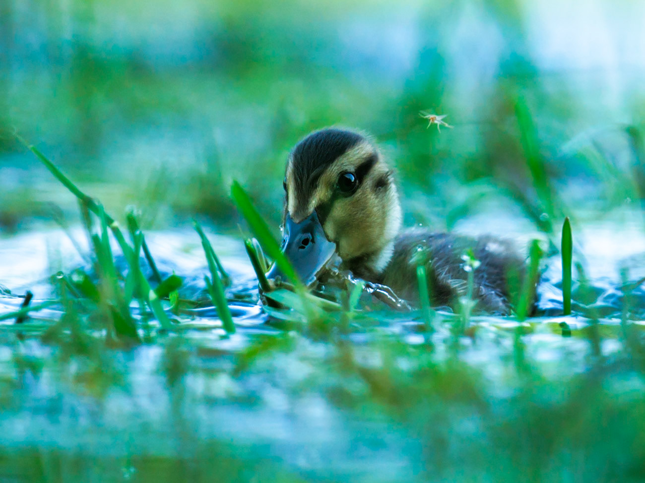 Mallard