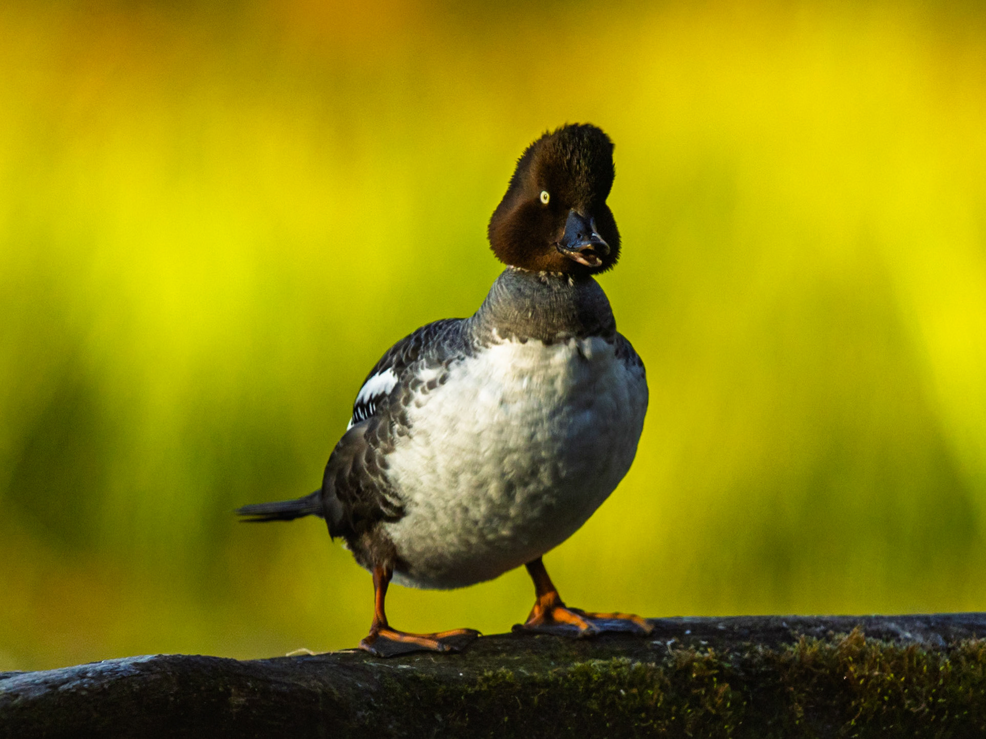 Common Goldeneye