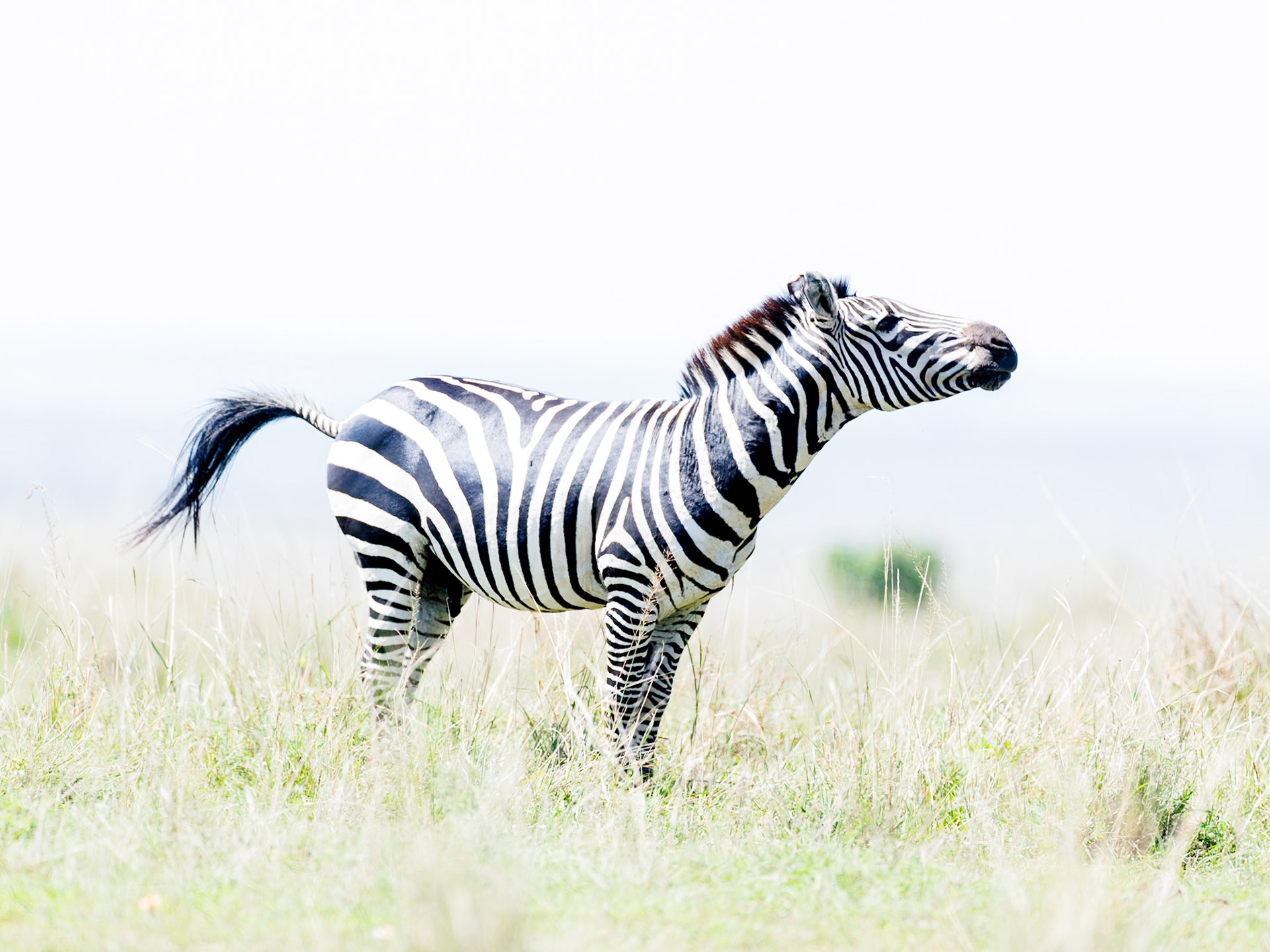 Zebra in Masai Mara 2026
