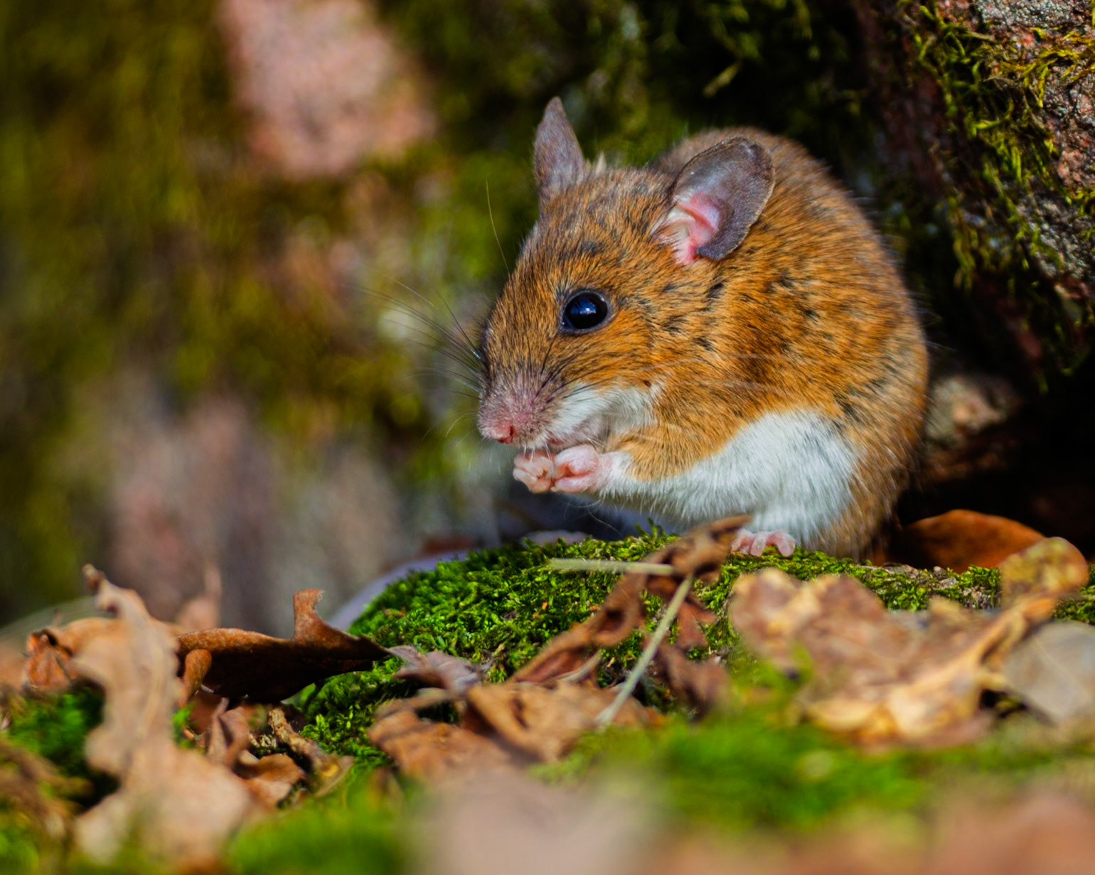 Wood mouse