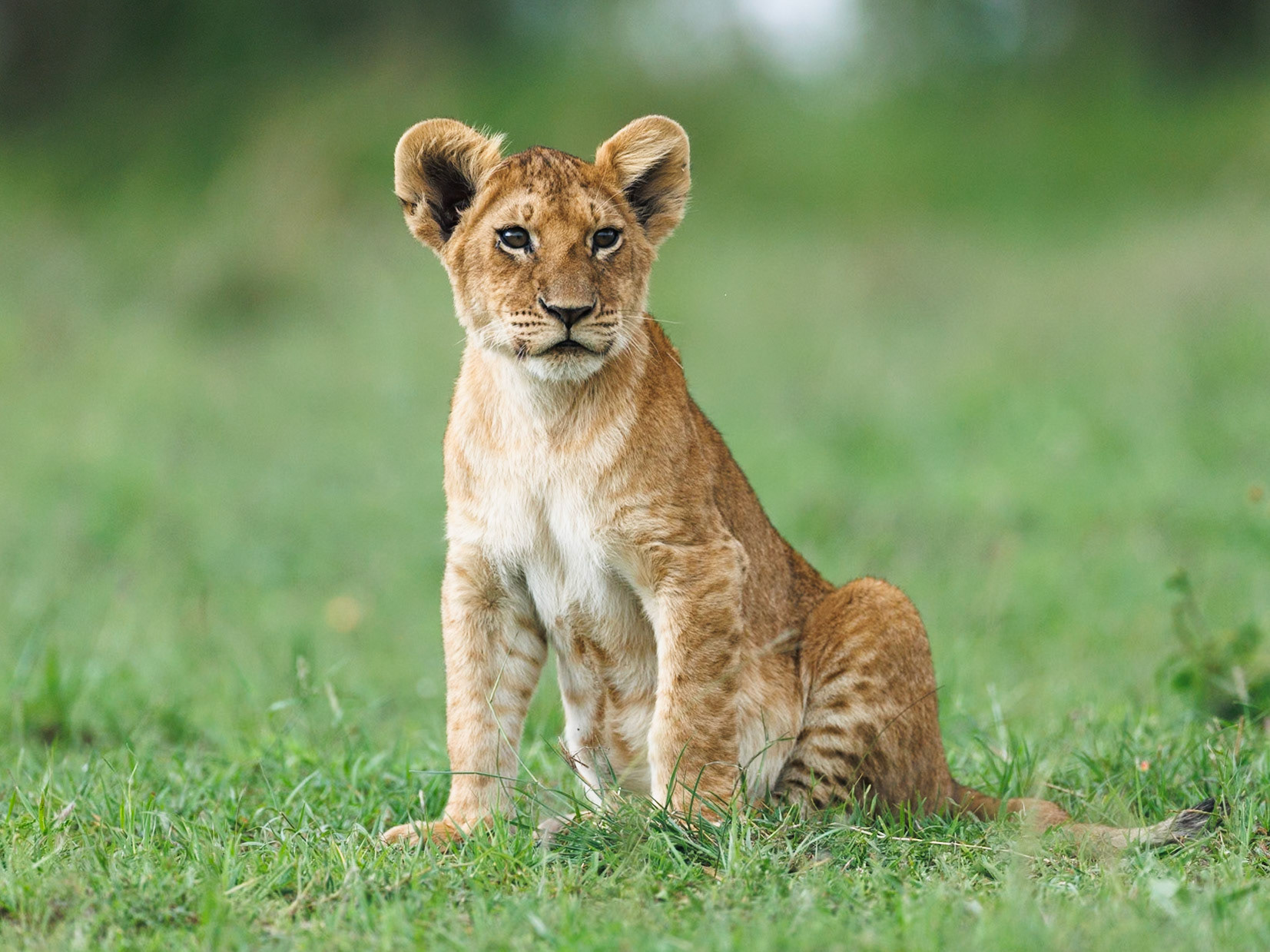 Lion in Masai Mara 2026