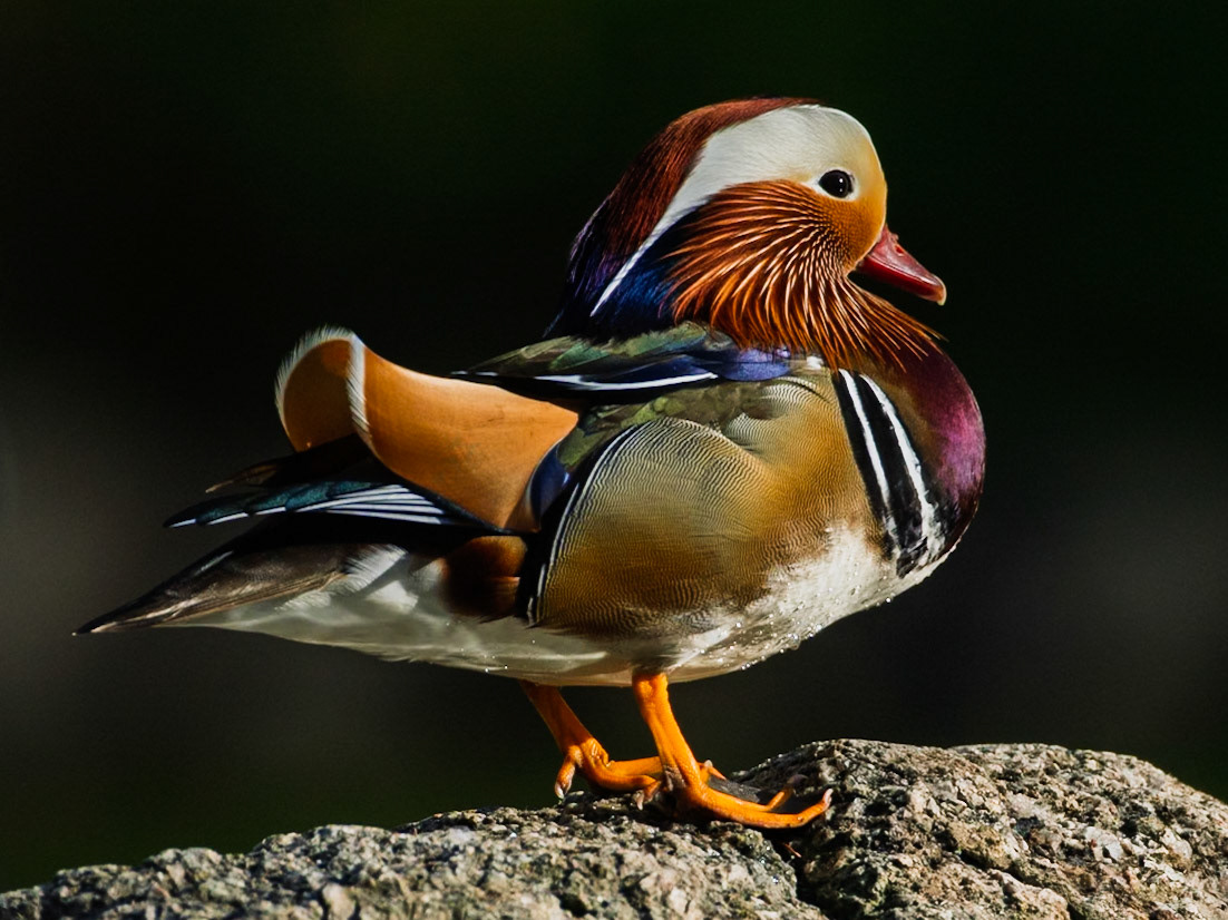 Mandarin Duck