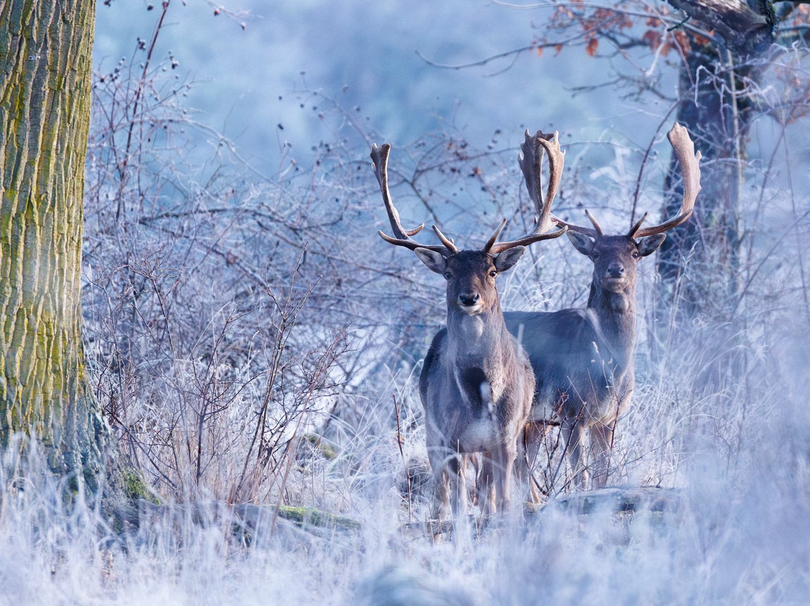 Fallow deer