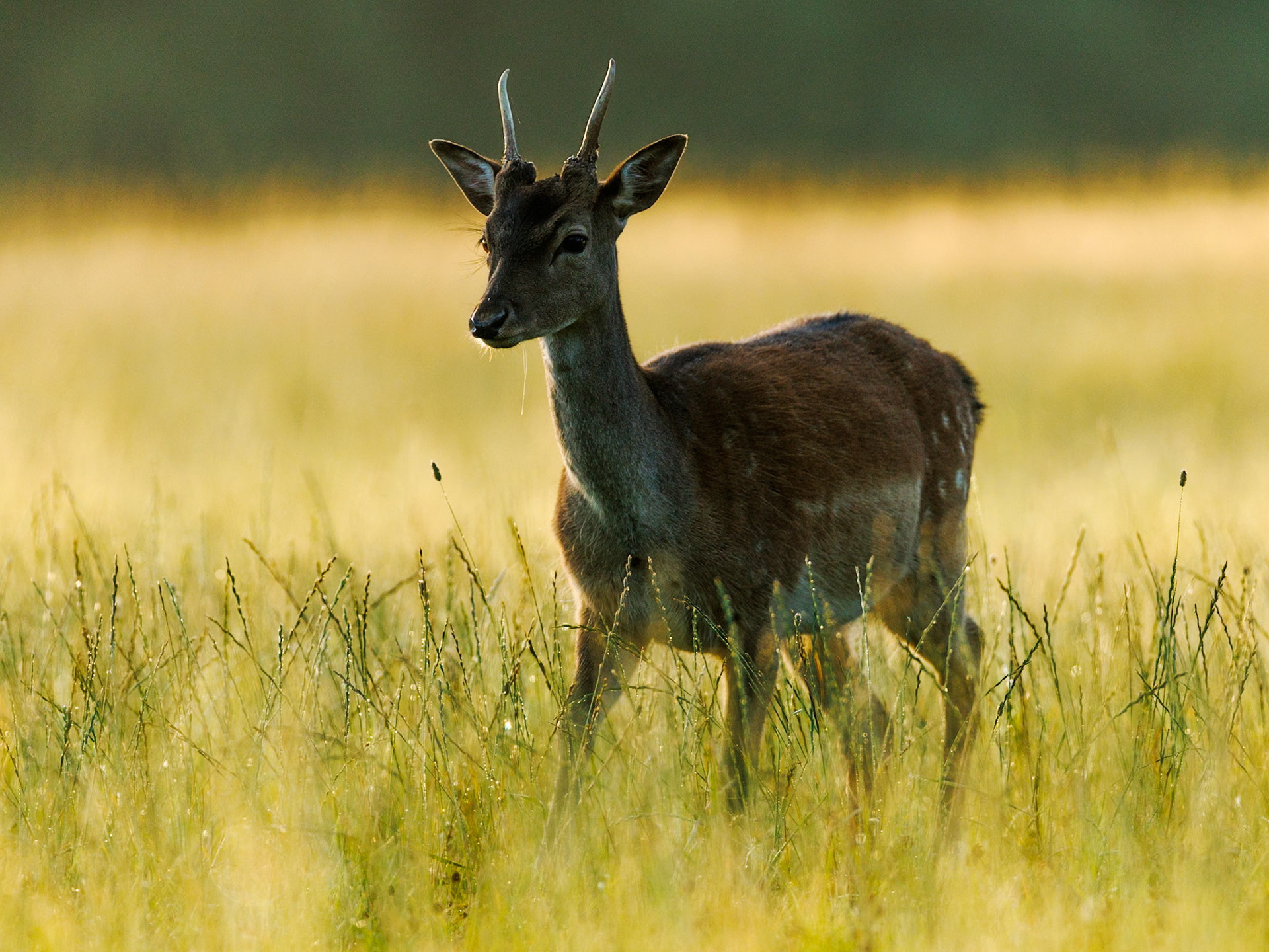 Fallow deer