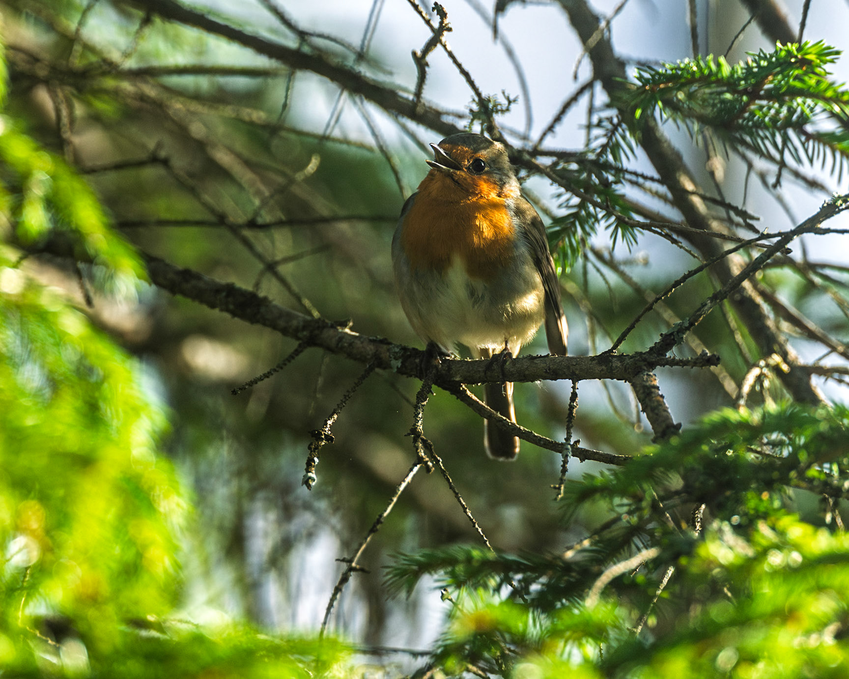 European Robin