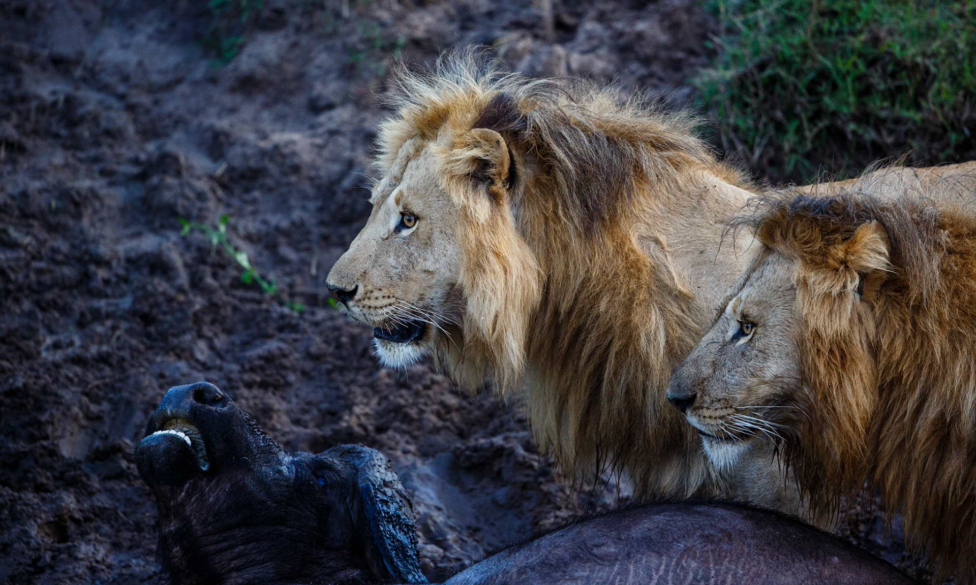 Lion in Masai Mara 2014