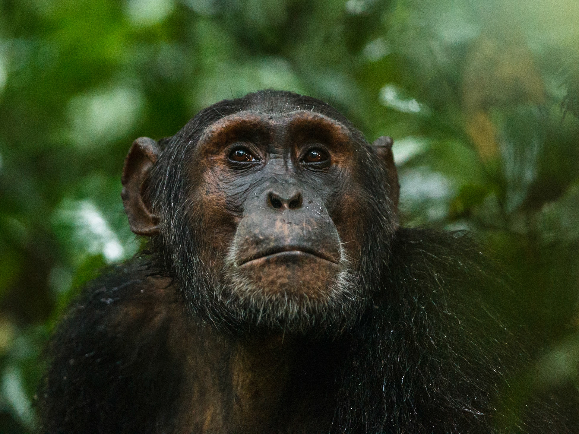 Common Chimpanzee