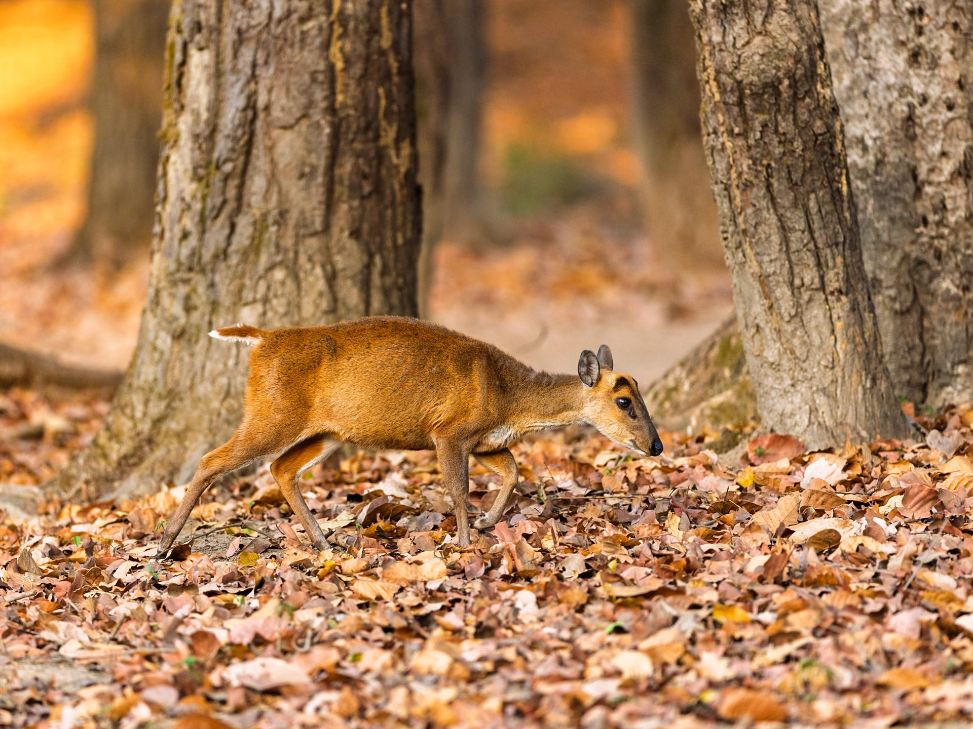 Indian Muntjac