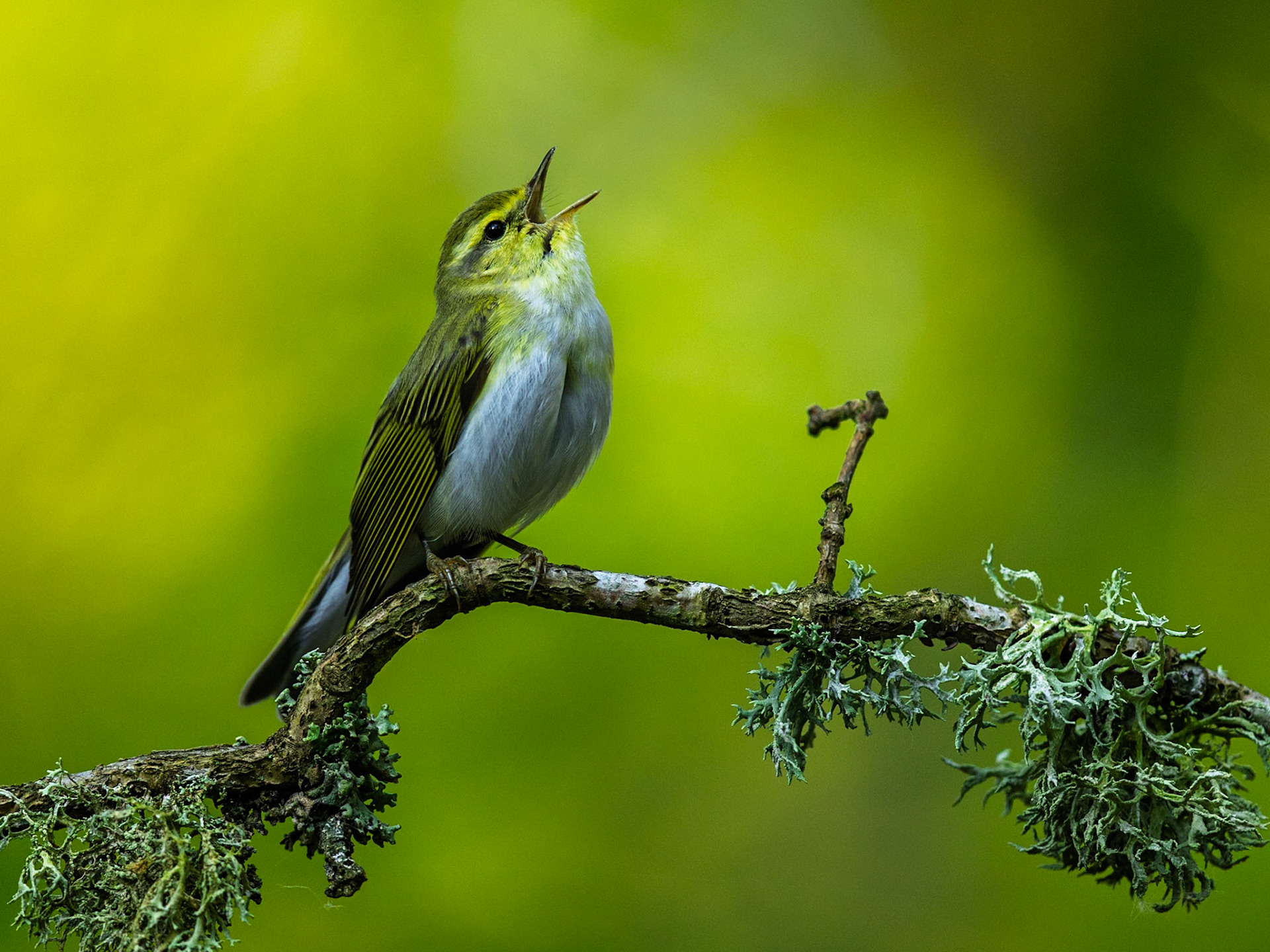 Green Warbler