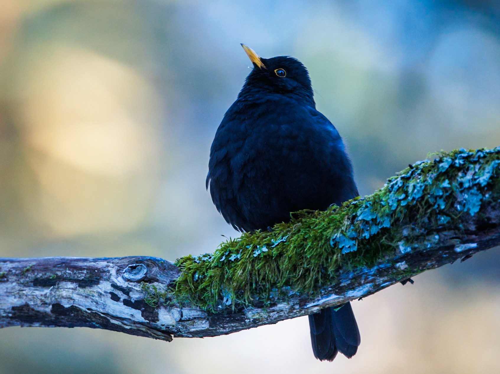 Eurasian Blackbird