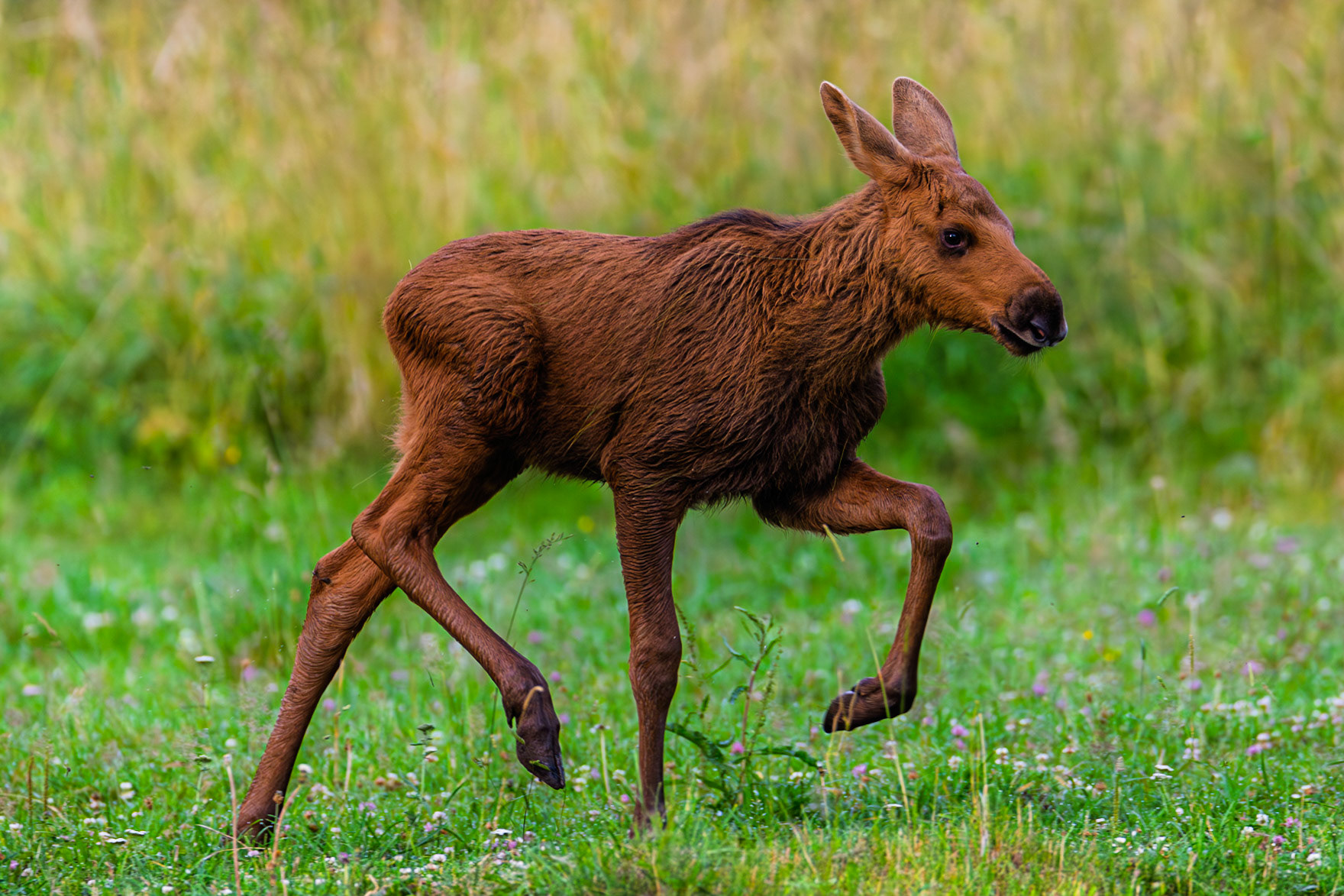 Moose
