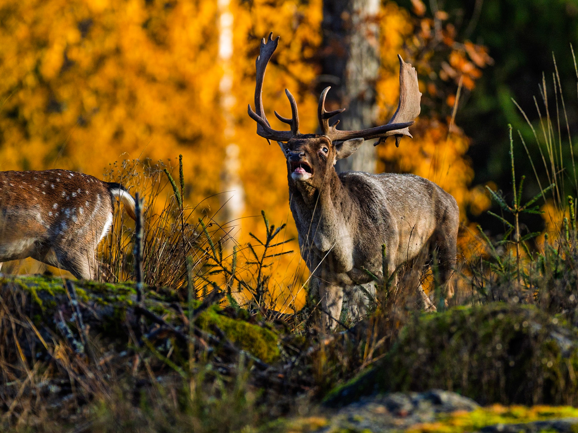 Fallow deer