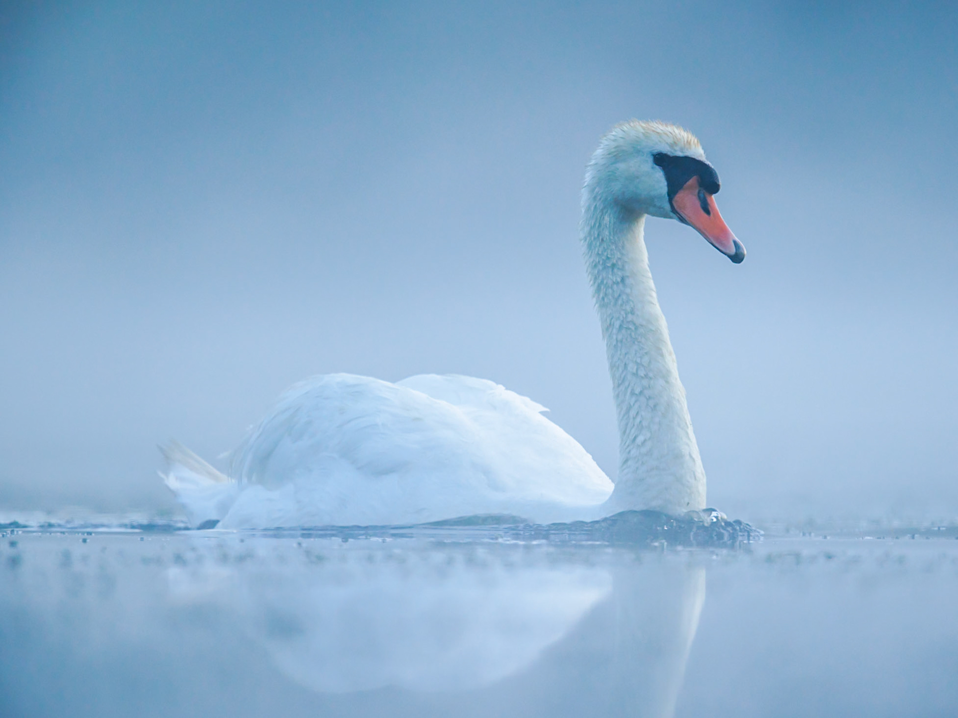 Mute Swan