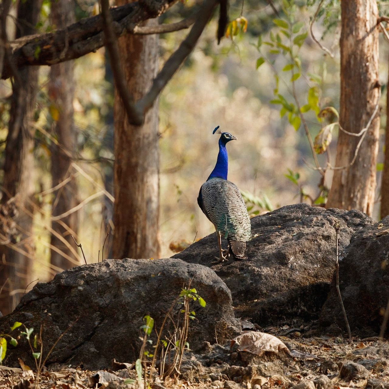 Indian Peafowl