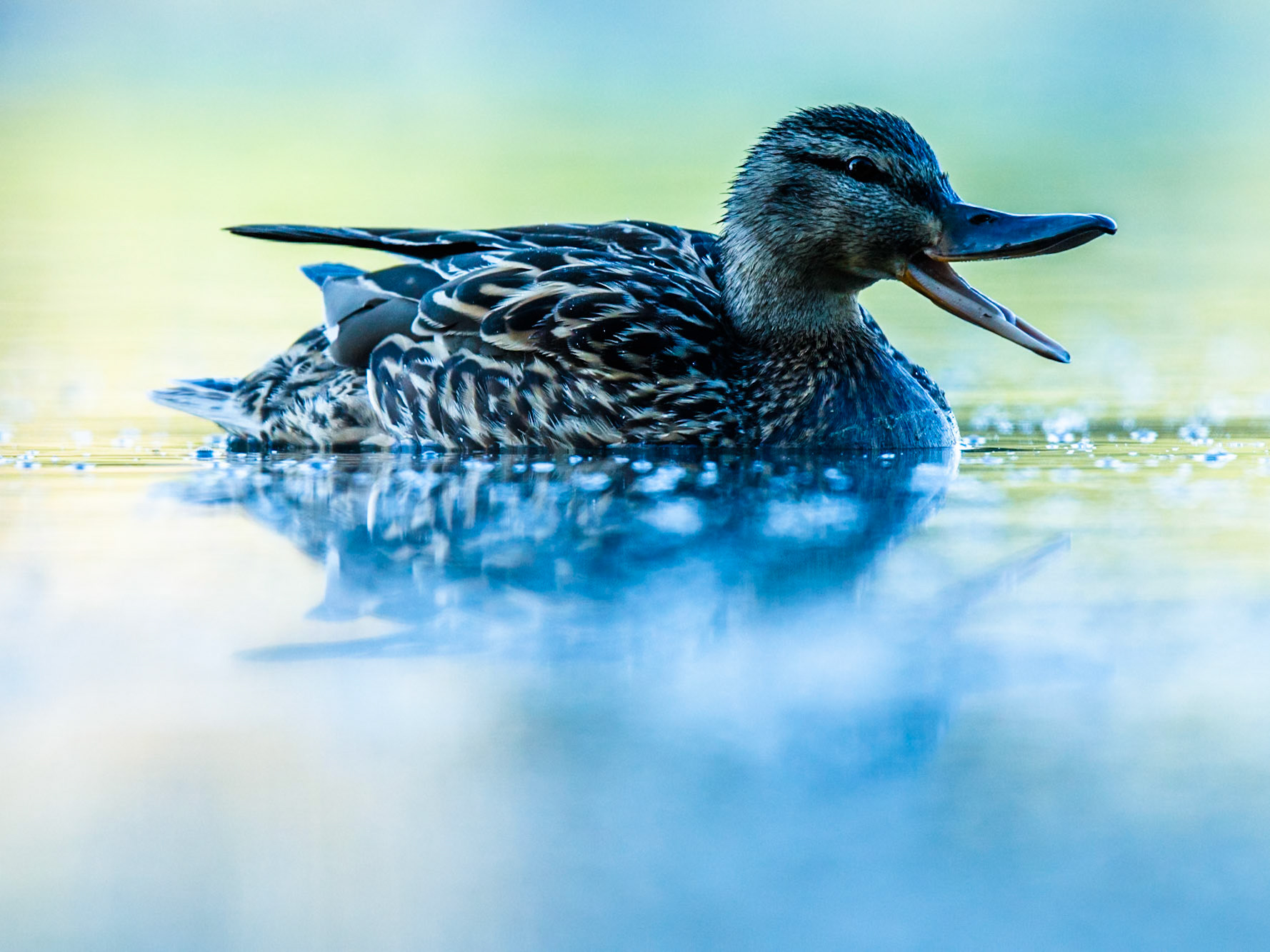 Mallard