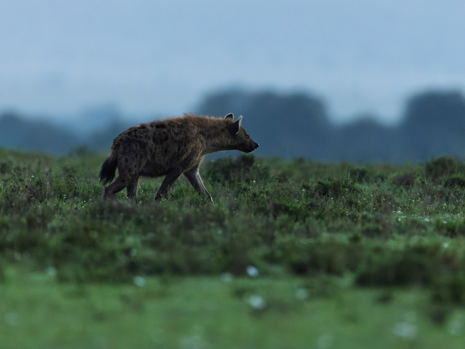 Spotted hyena in Masai Mara 2026