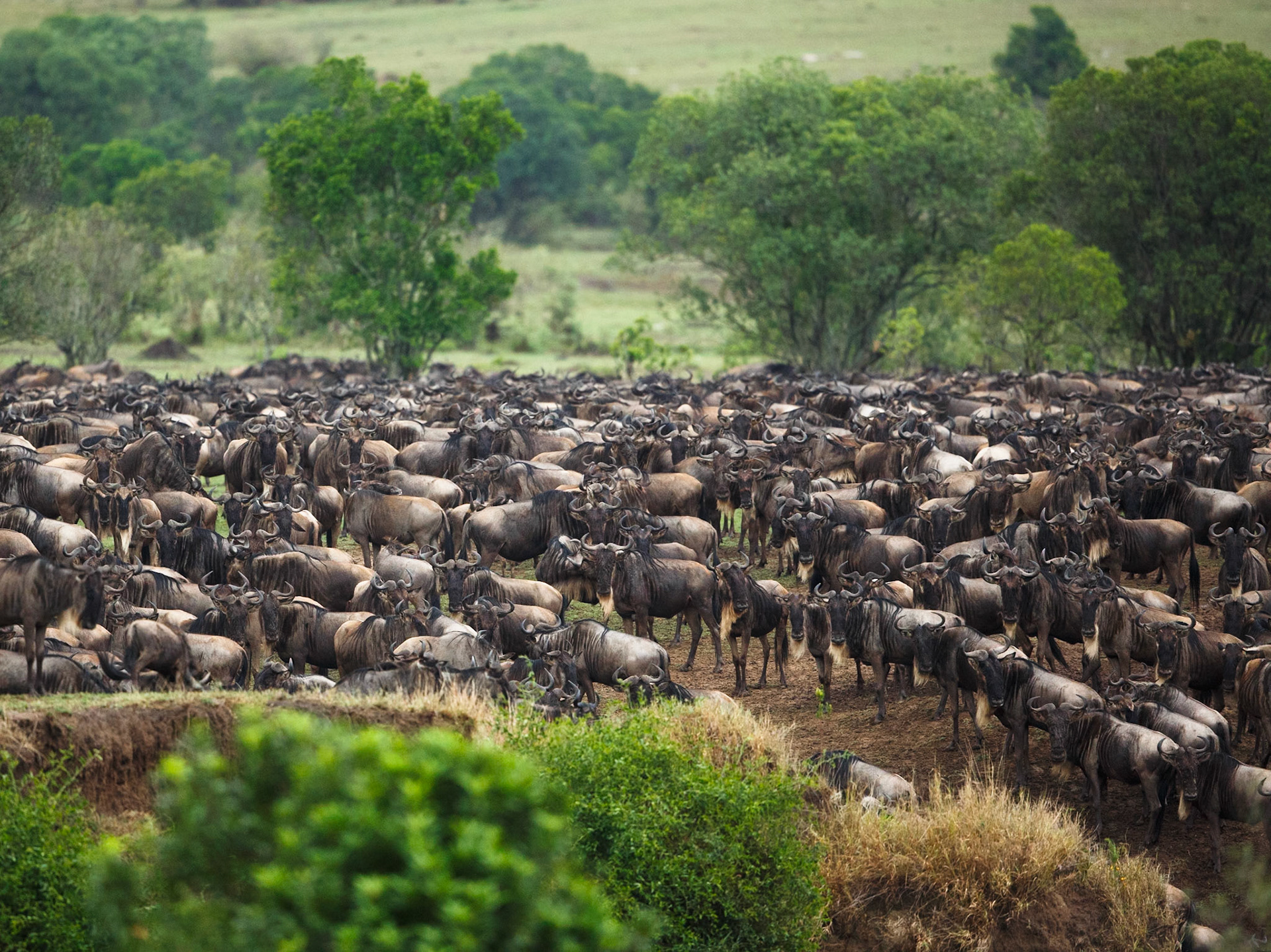 White-Bearded Wildebeest in Masai Mara 2014