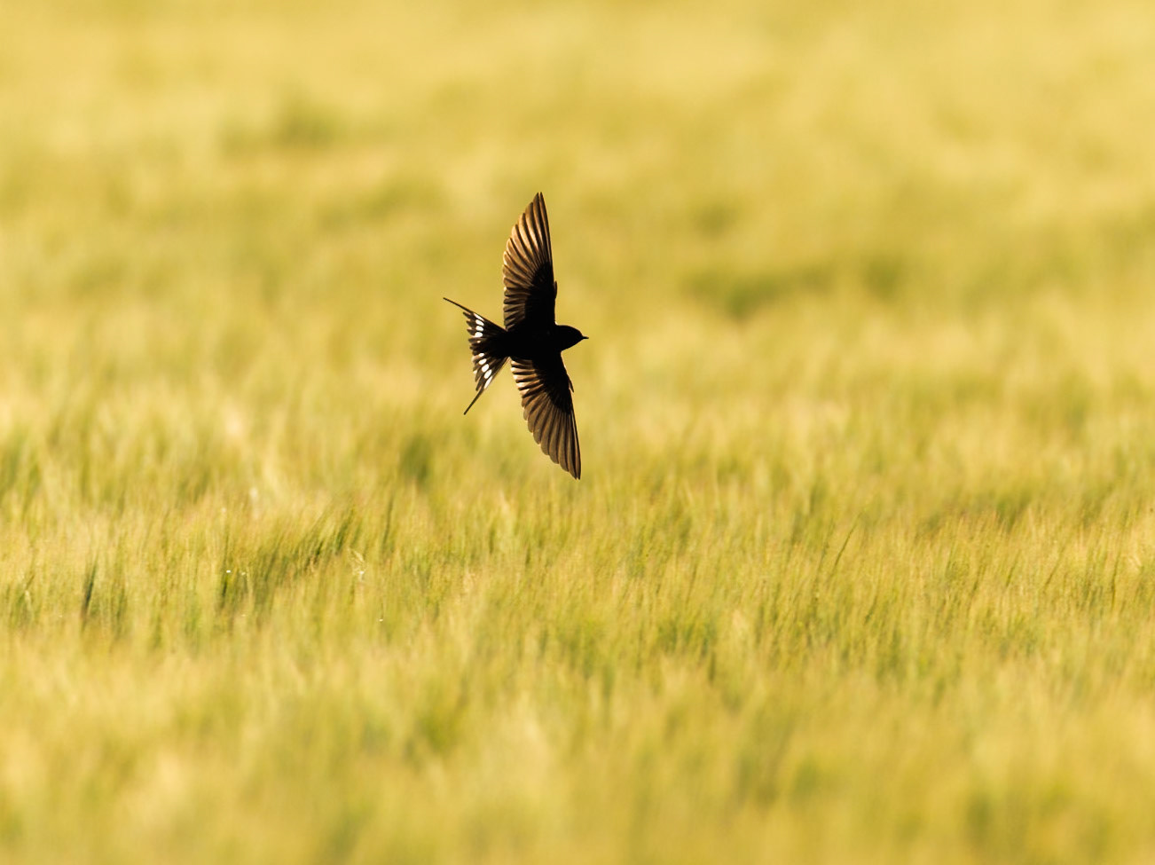 Barn swallow