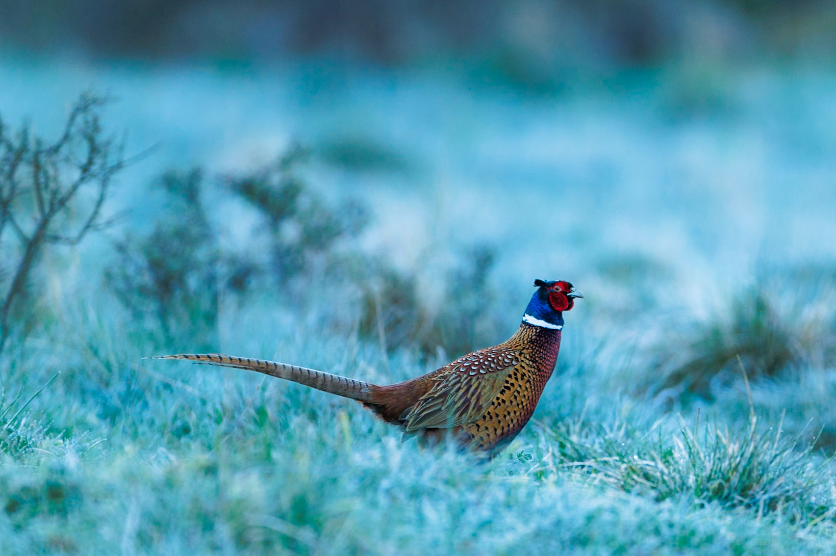 Pheasant
