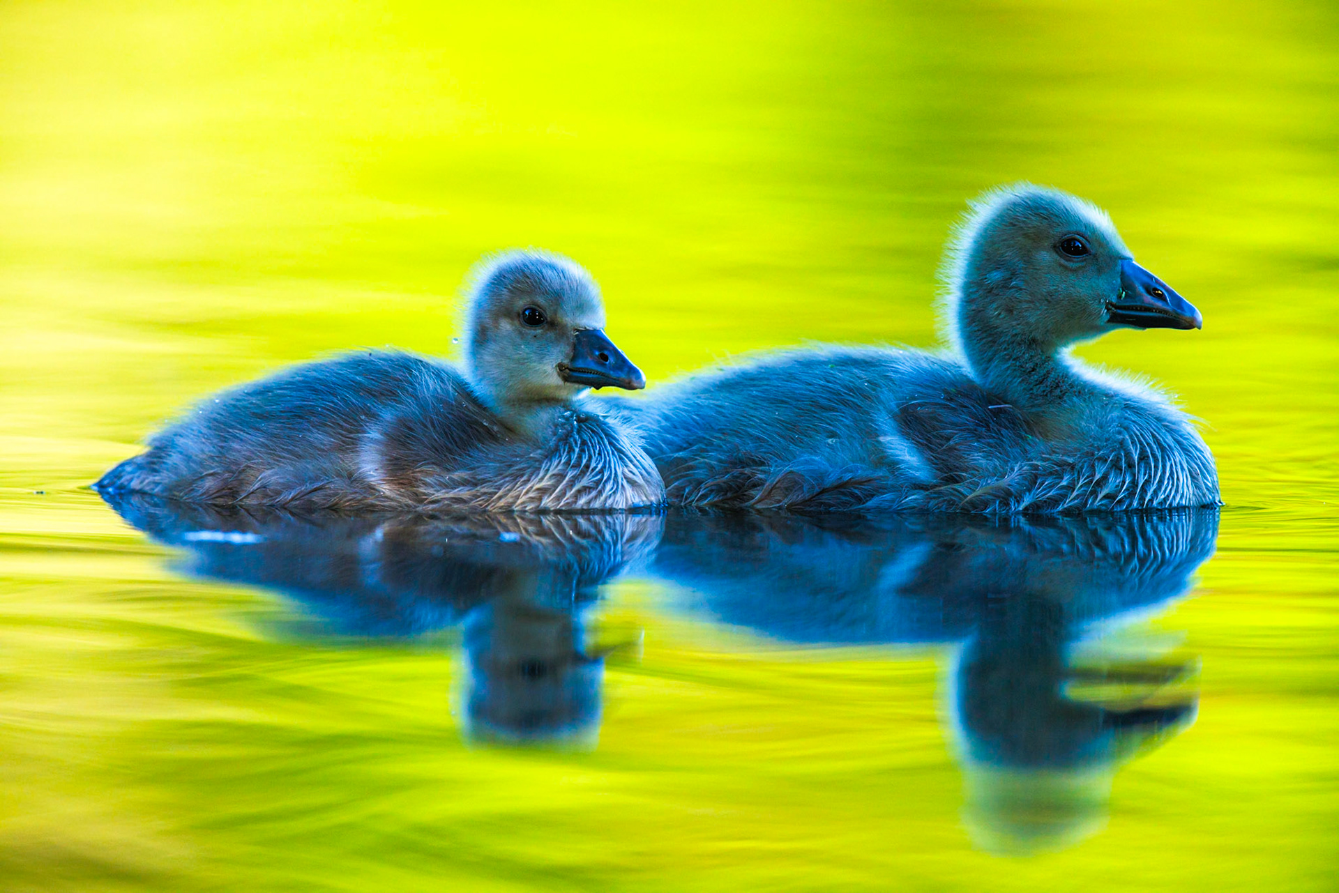 Greylag Goose