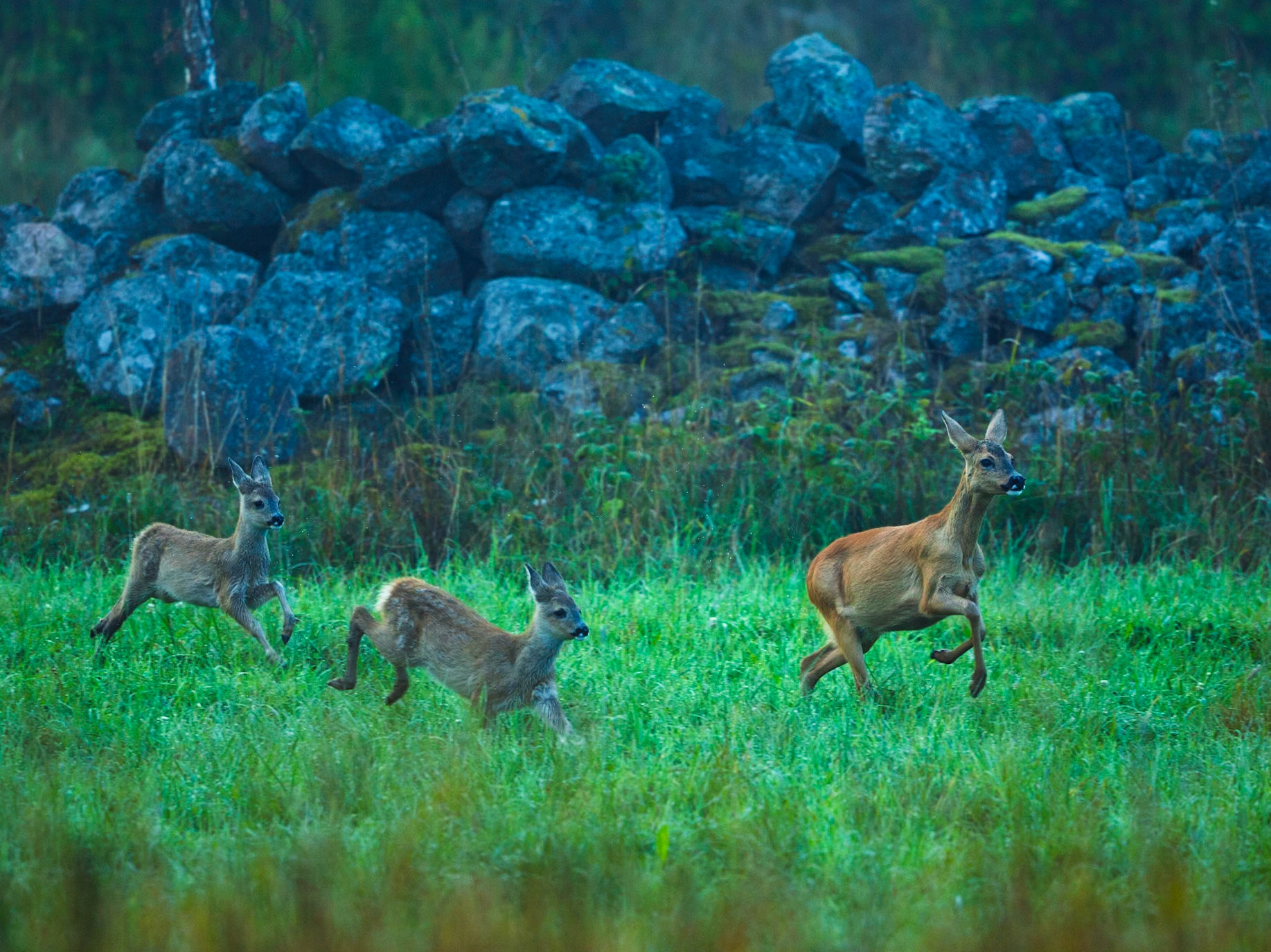 Roe Deer