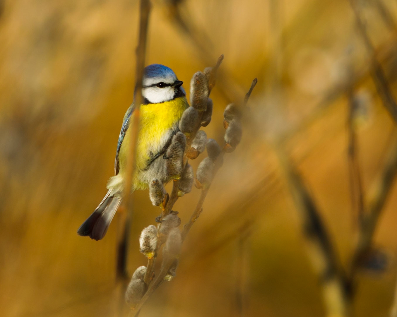 Eurasian Blue Tit