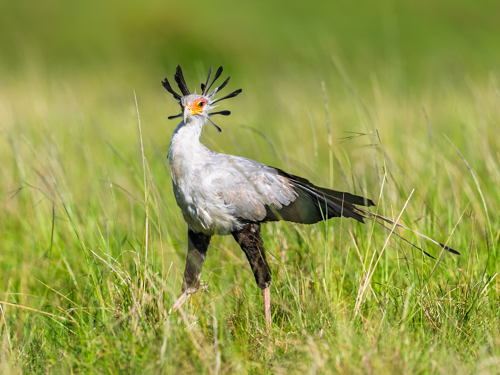 Secretary bird in Masai Mara 2026