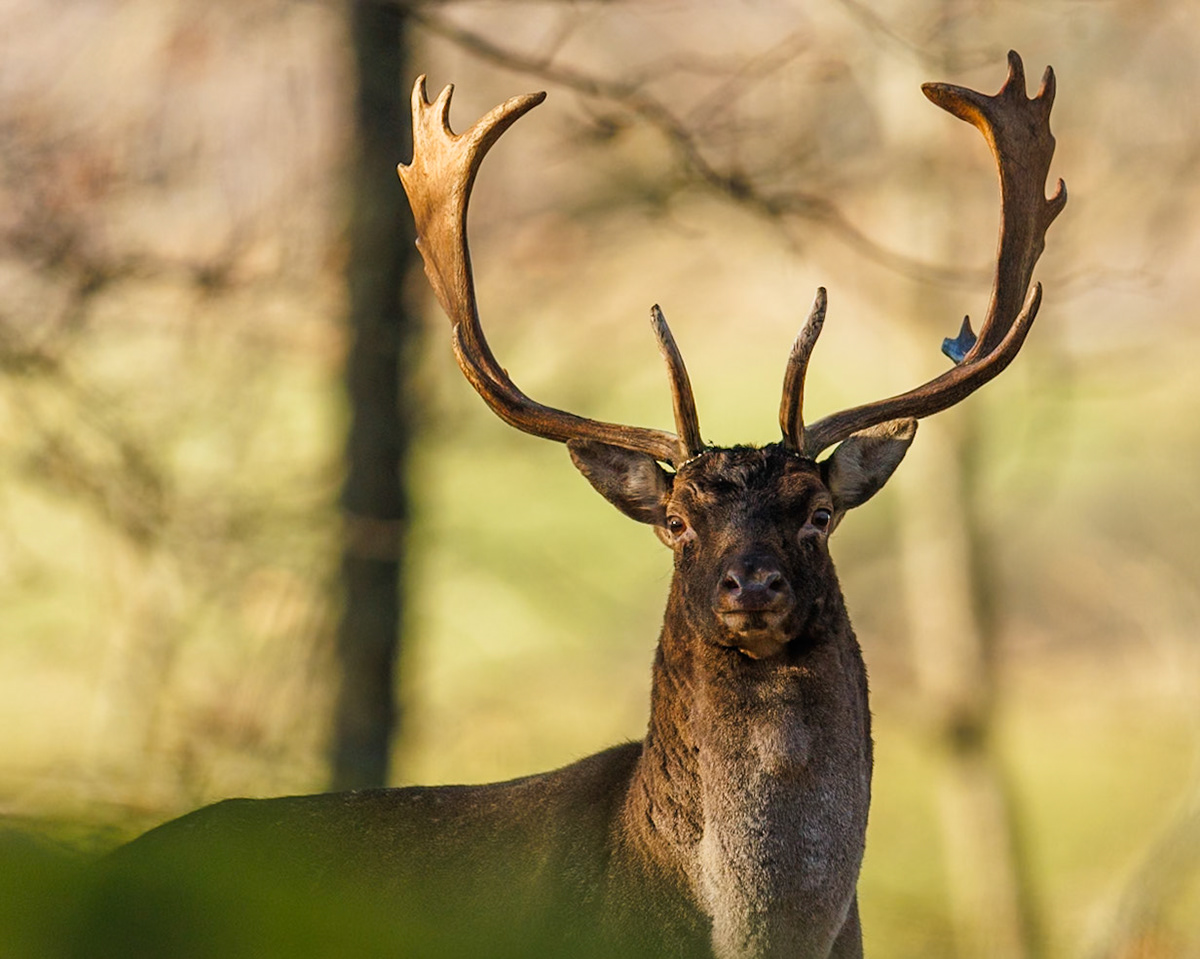 Fallow deer