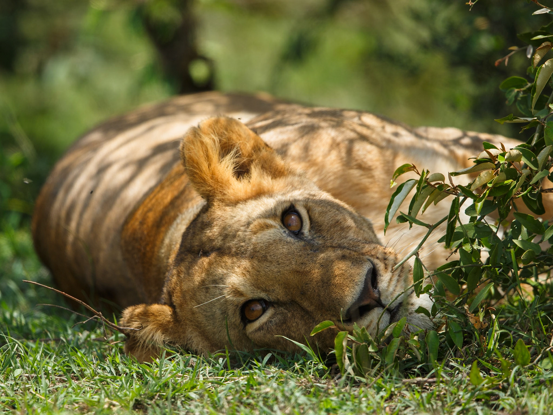 Lion in Masai Mara 2014