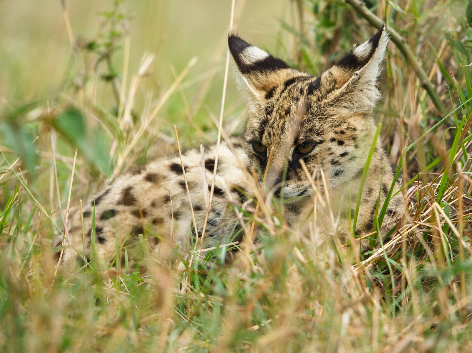Serval in Masai Mara 2014