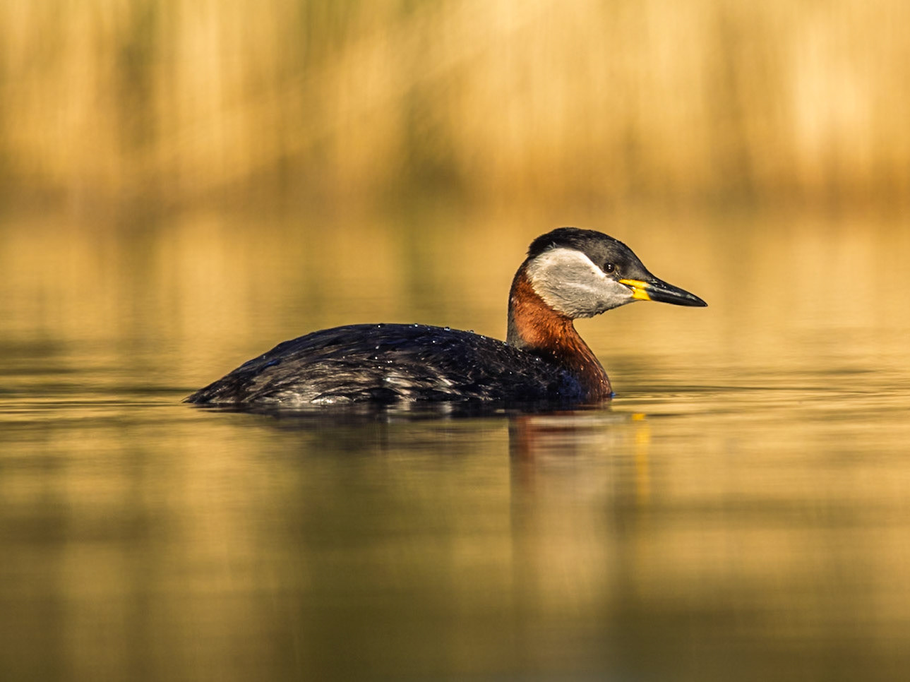 Red-necked Grebe