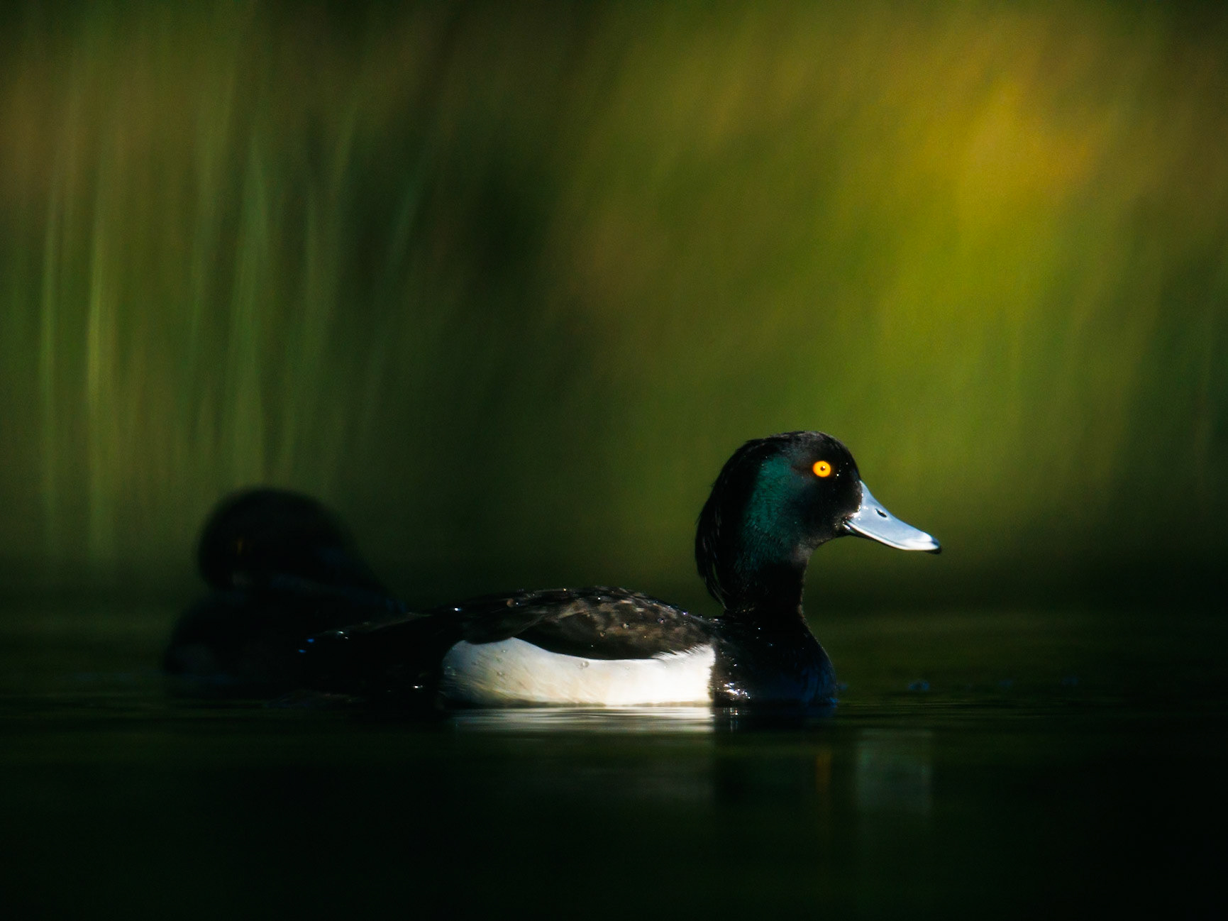 Tufted Duck