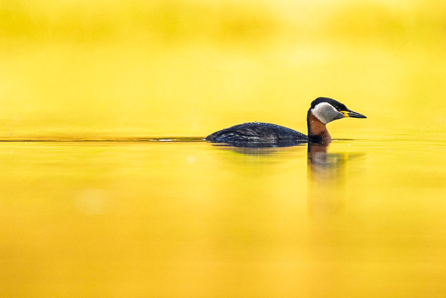 Red-necked Grebe