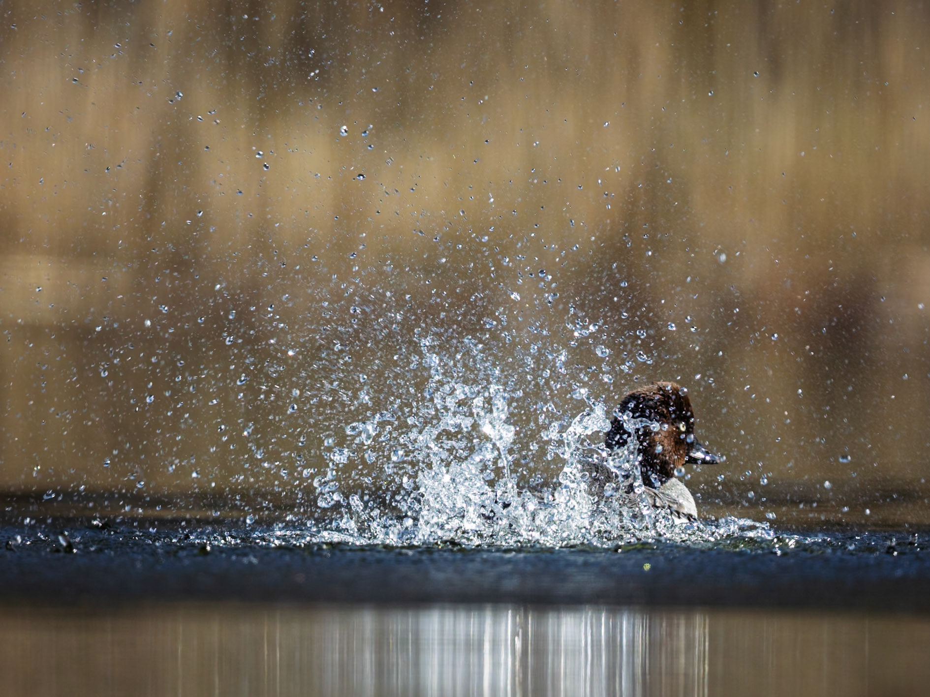 Common Goldeneye