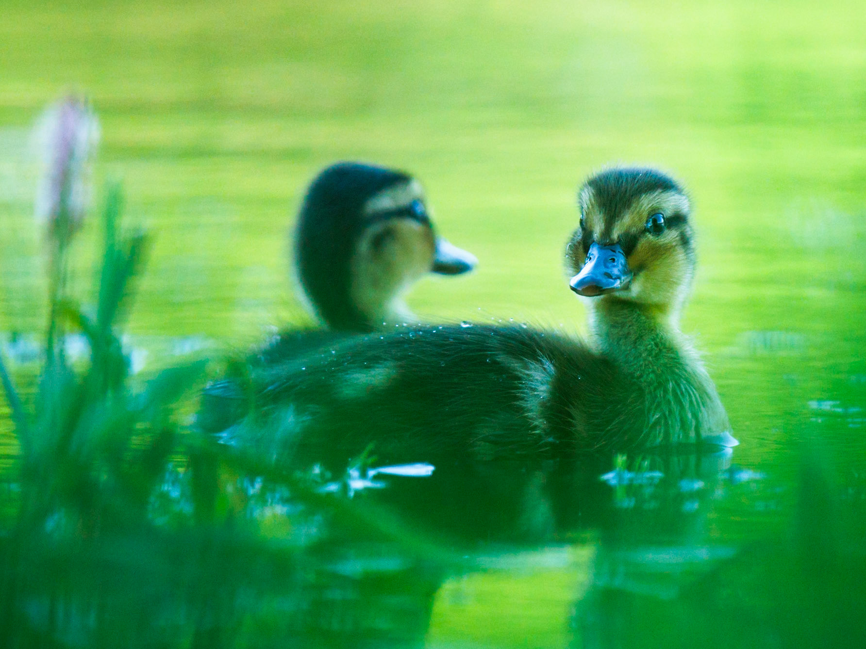 Mallard