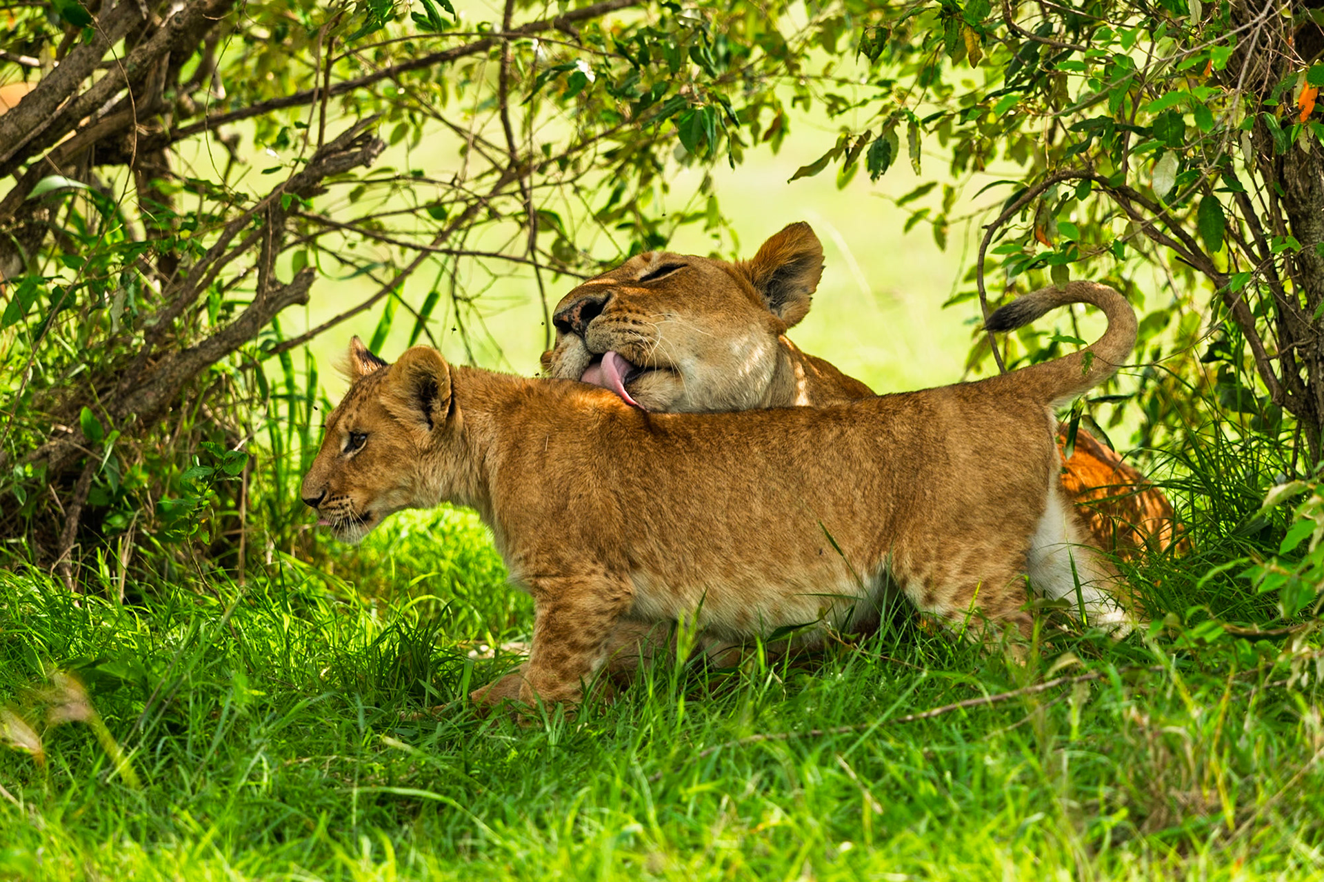 Lions in Masai Mara 2026