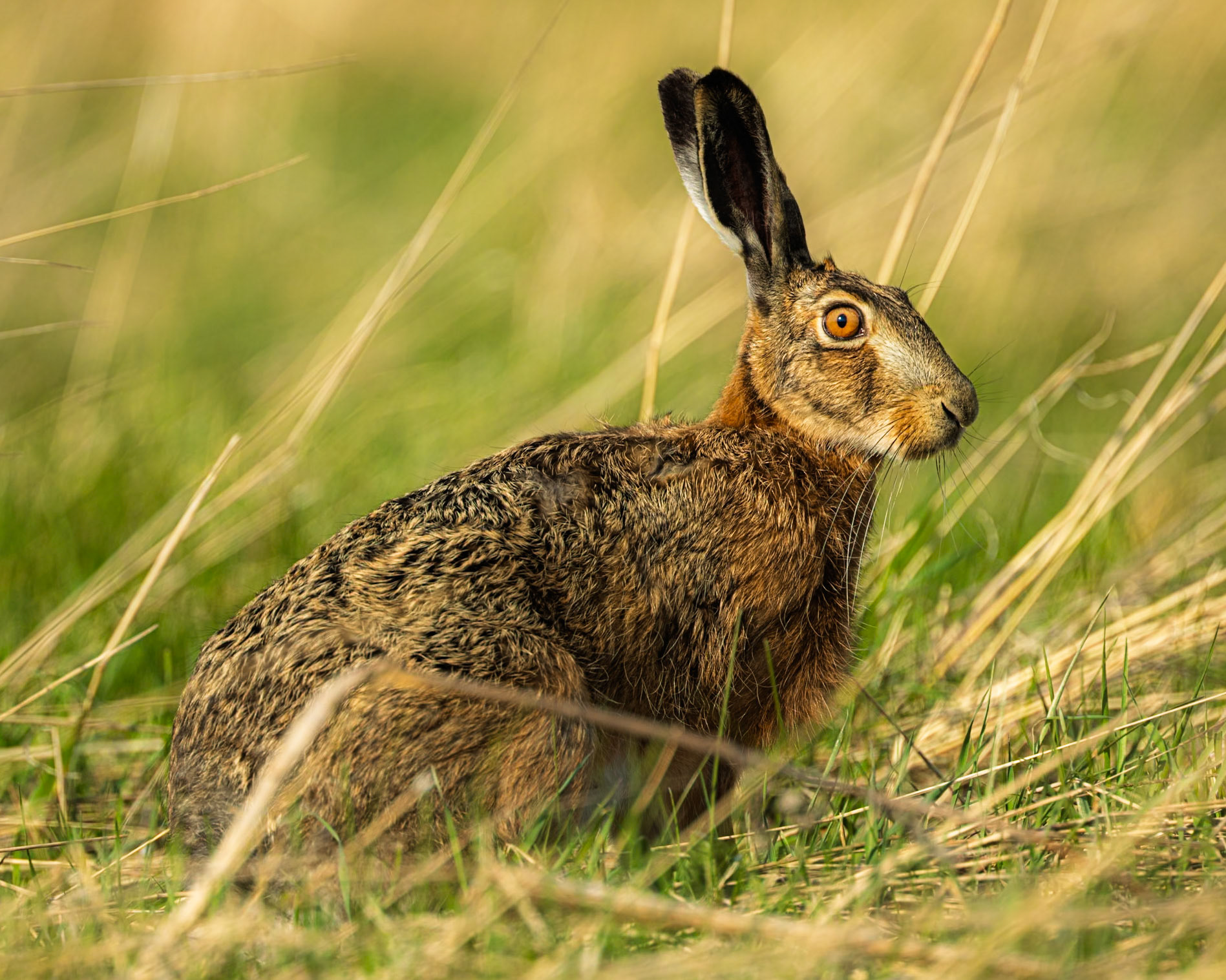 European hare