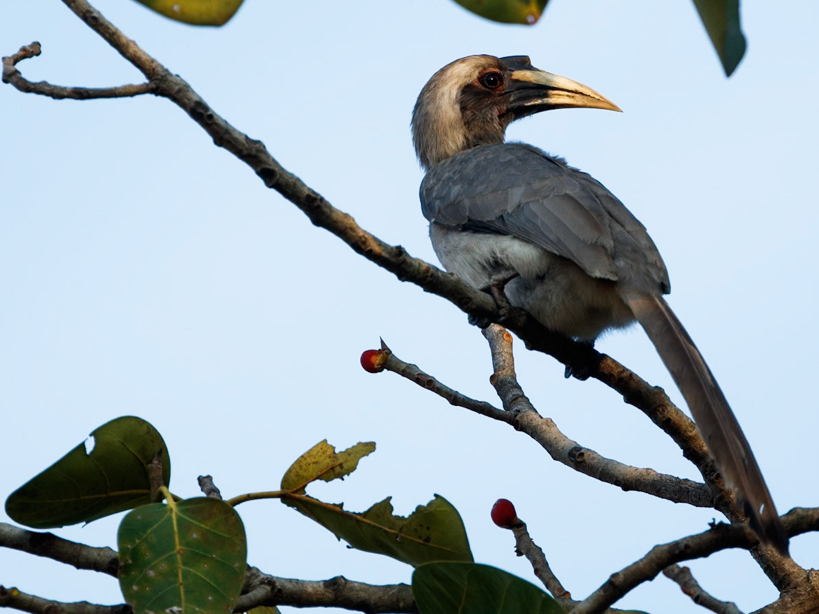Indian Grey Hornbill