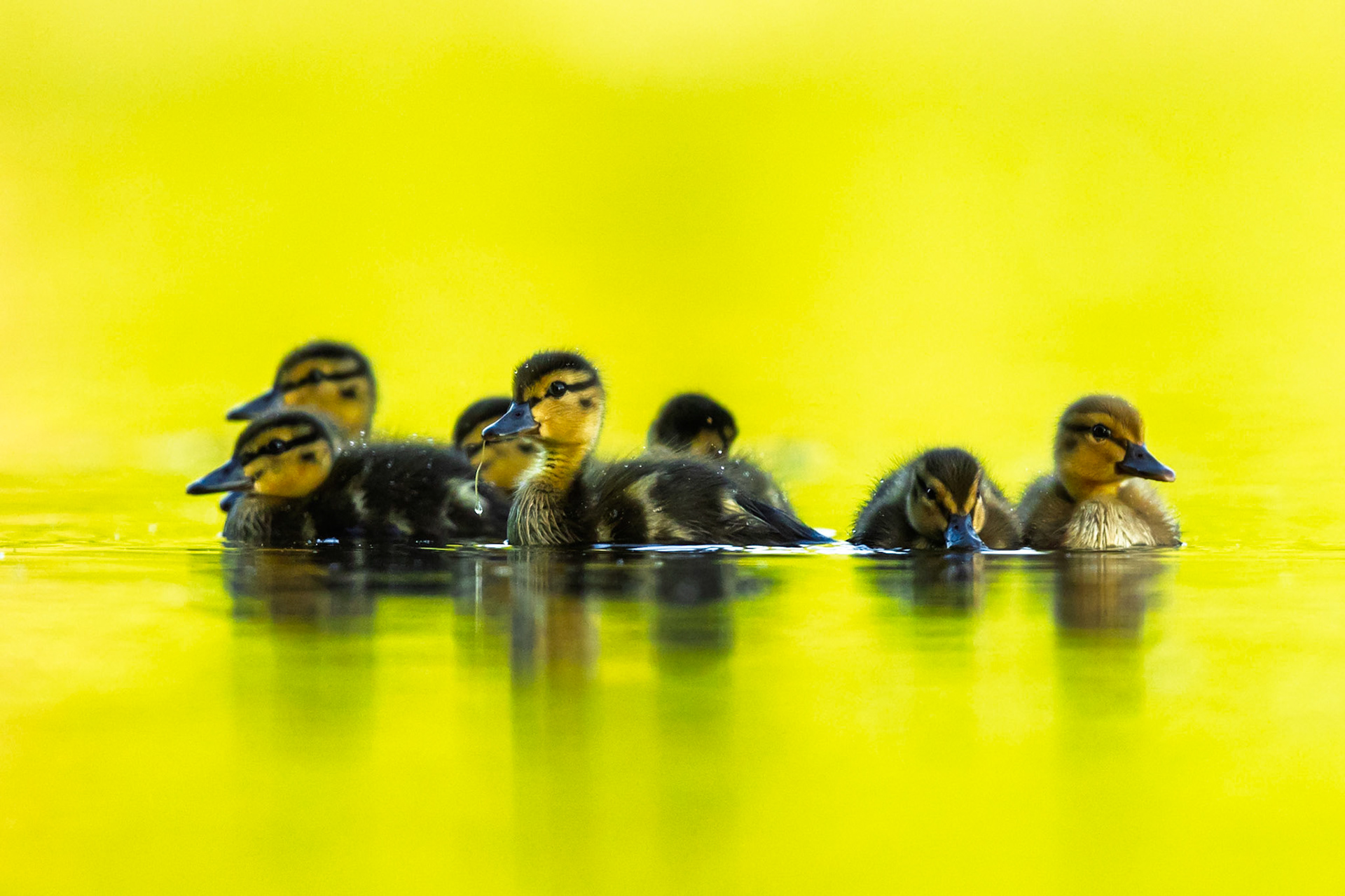 Mallard